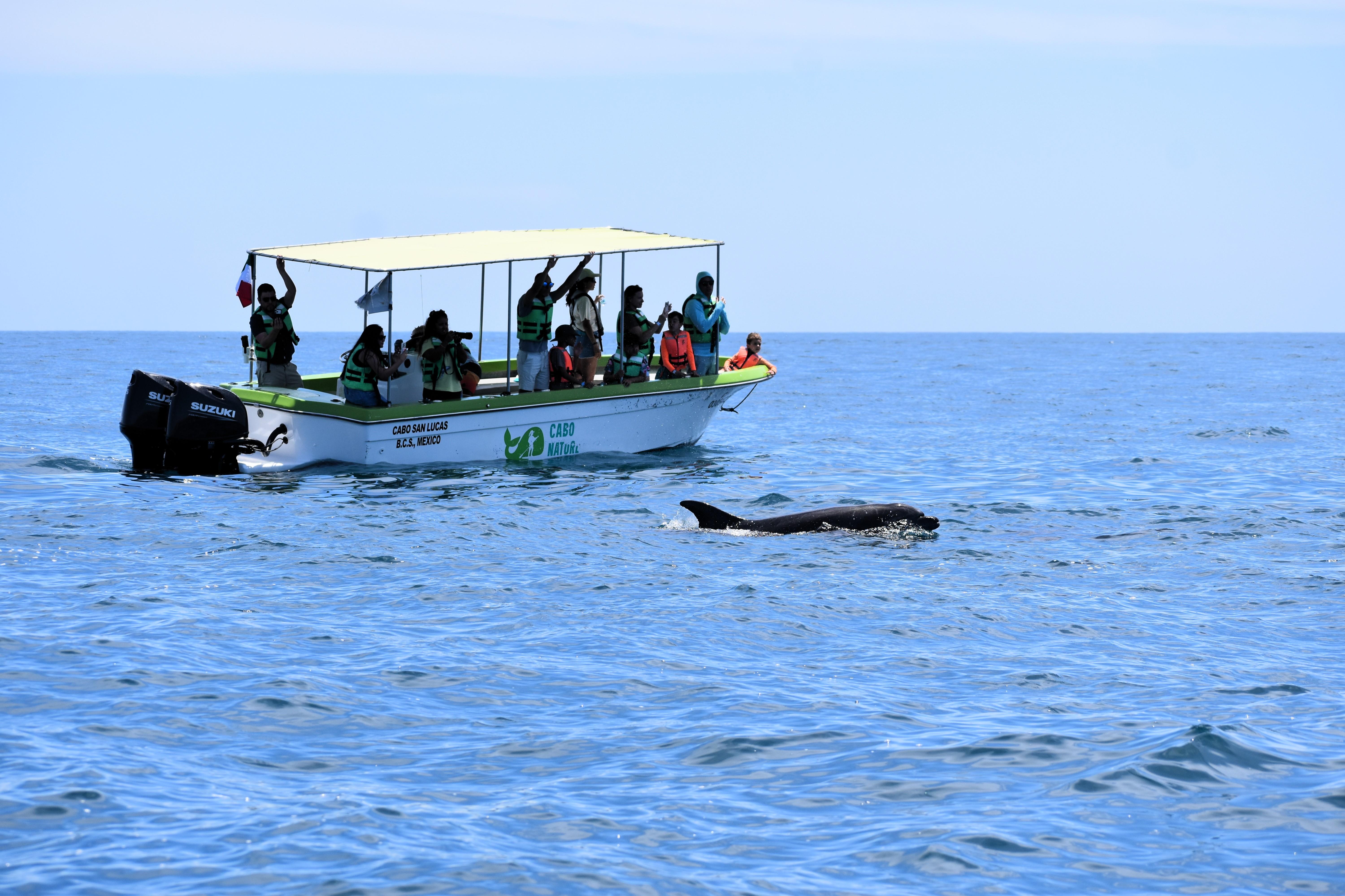 Cabo Whale Watching with All-Female Crew & Marine Biologist