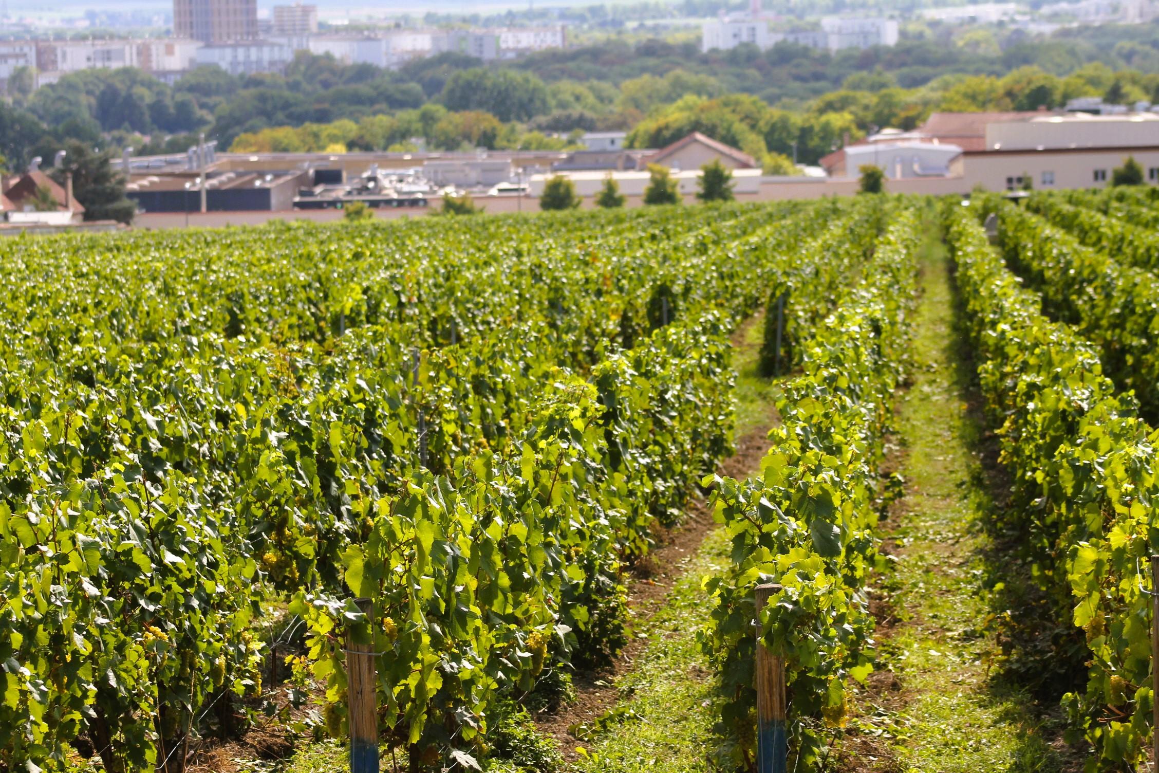 Paris: Private Chauffeur-Driven Champagne Region Day Trip