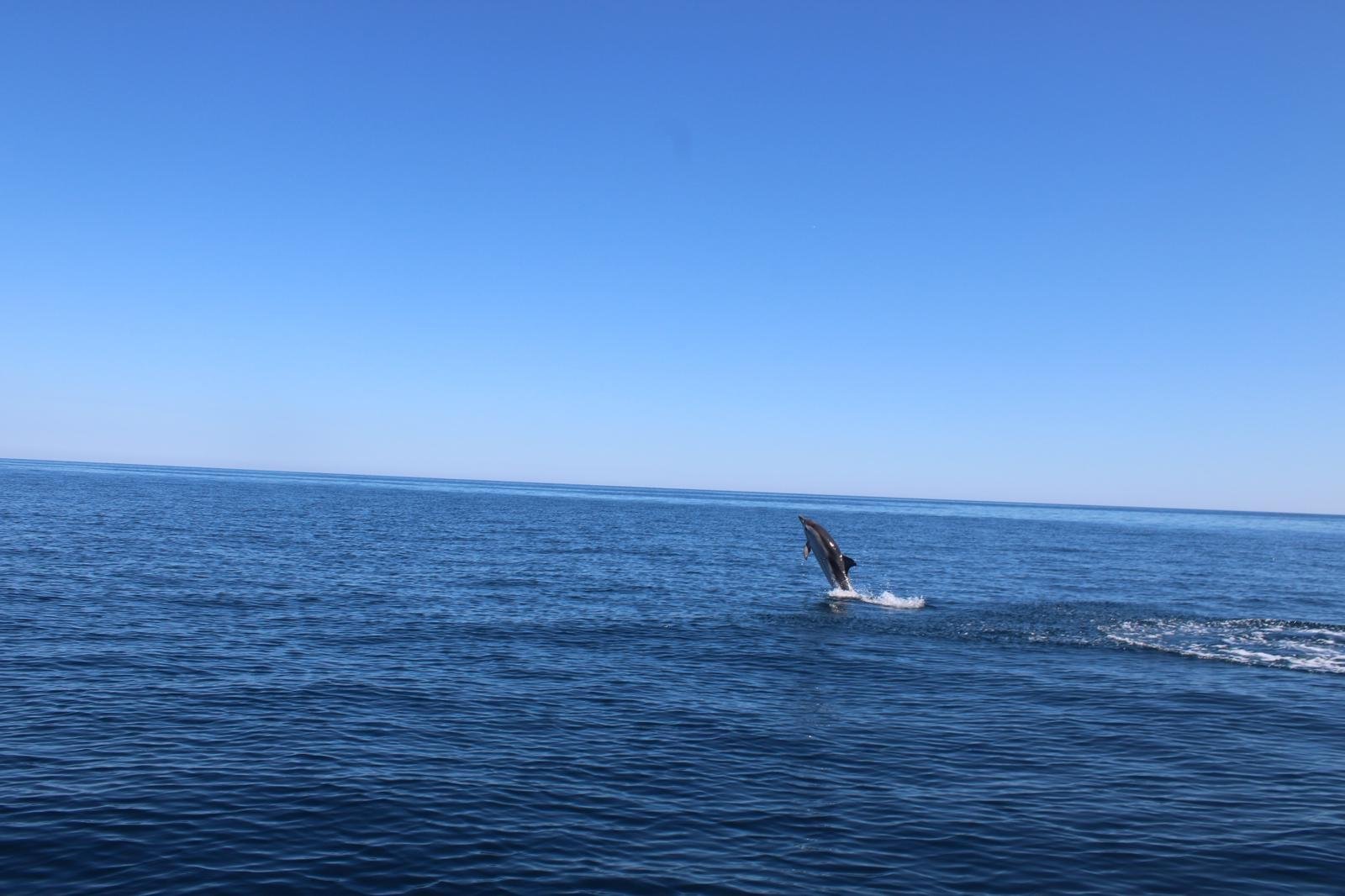 Taormina Sunset Catamaran & Dolphin Watching Cruise
