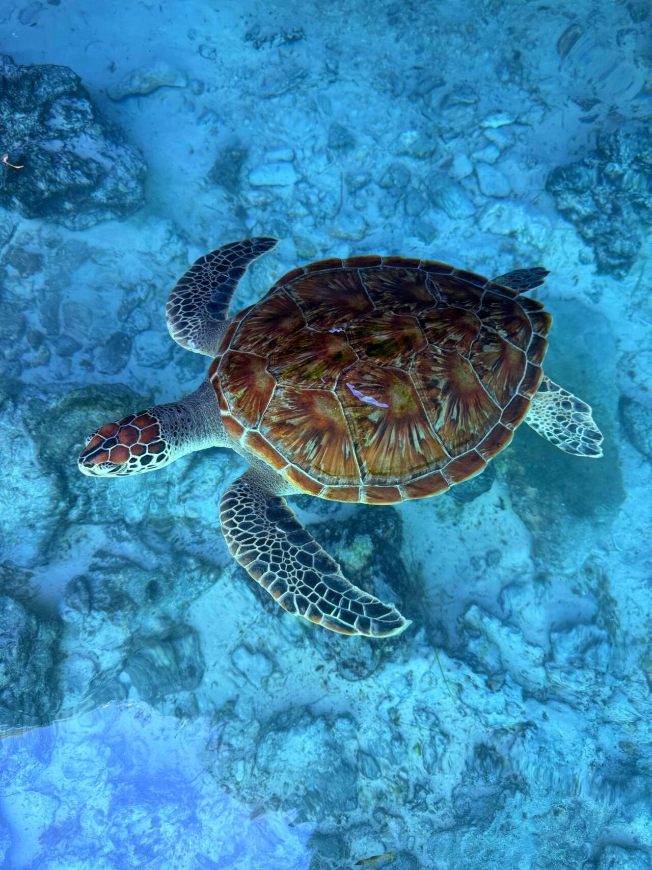 Zanzibar: Jozani Forest & Salaam Cave Sea Turtle Tour