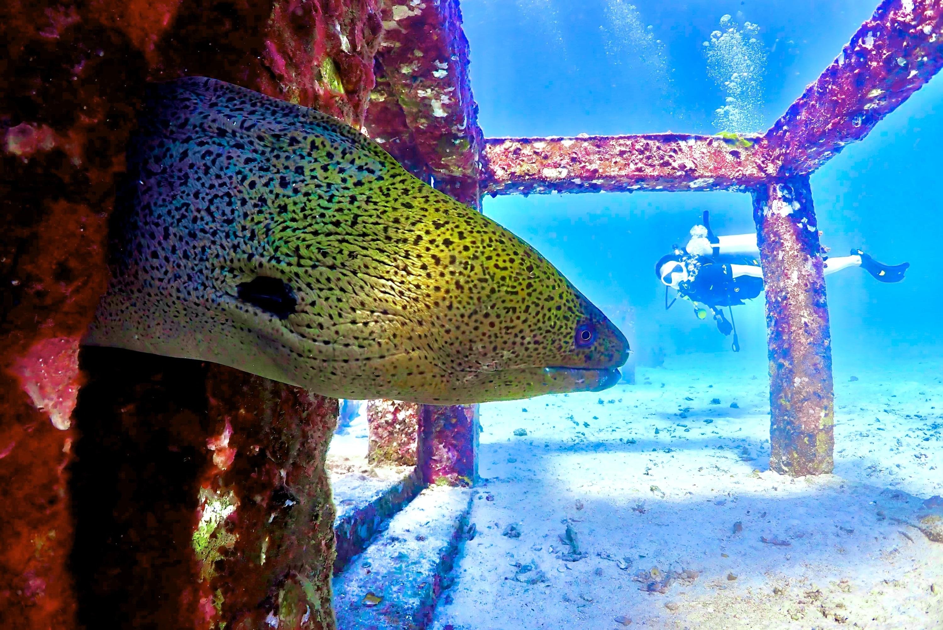 Phuket: Racha & Maiton Islands Scuba Diving for All Levels