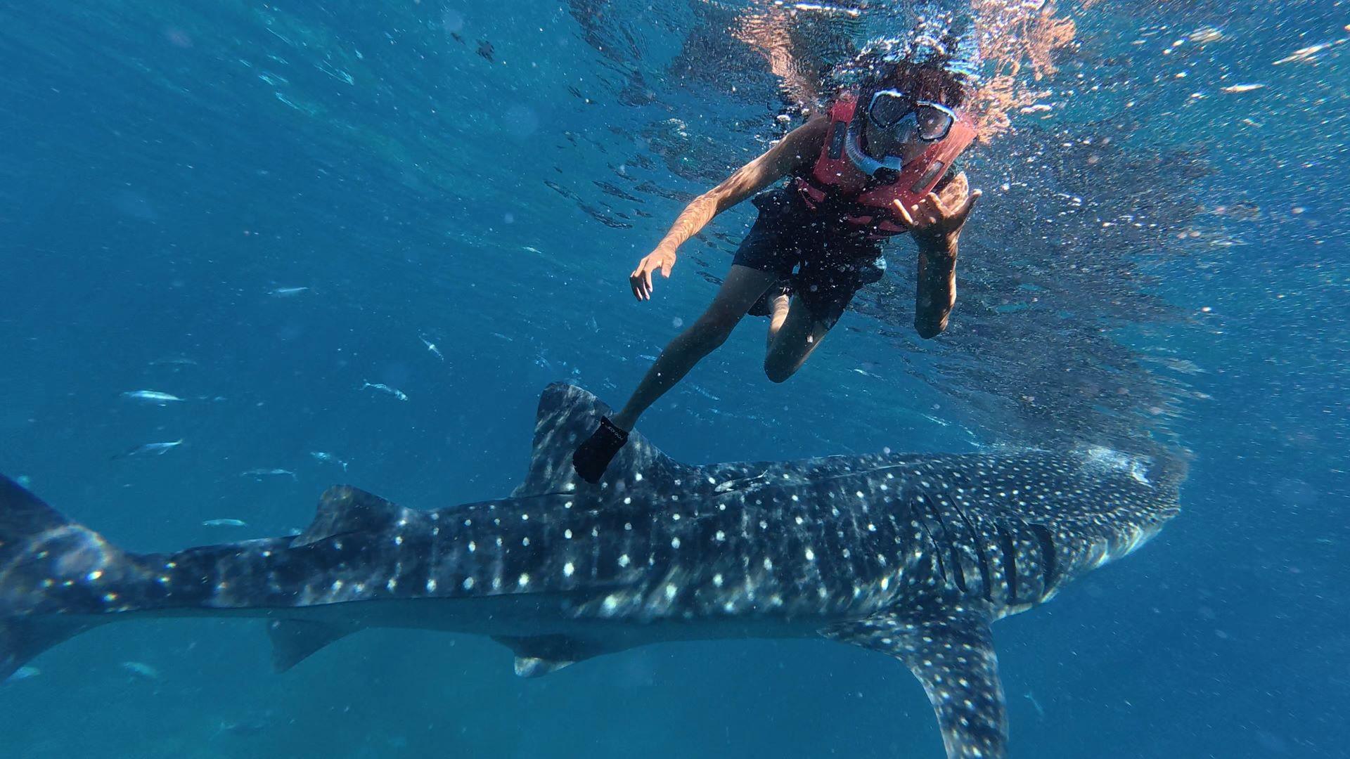 Private Oslob Whale Shark Expedition from Cebu