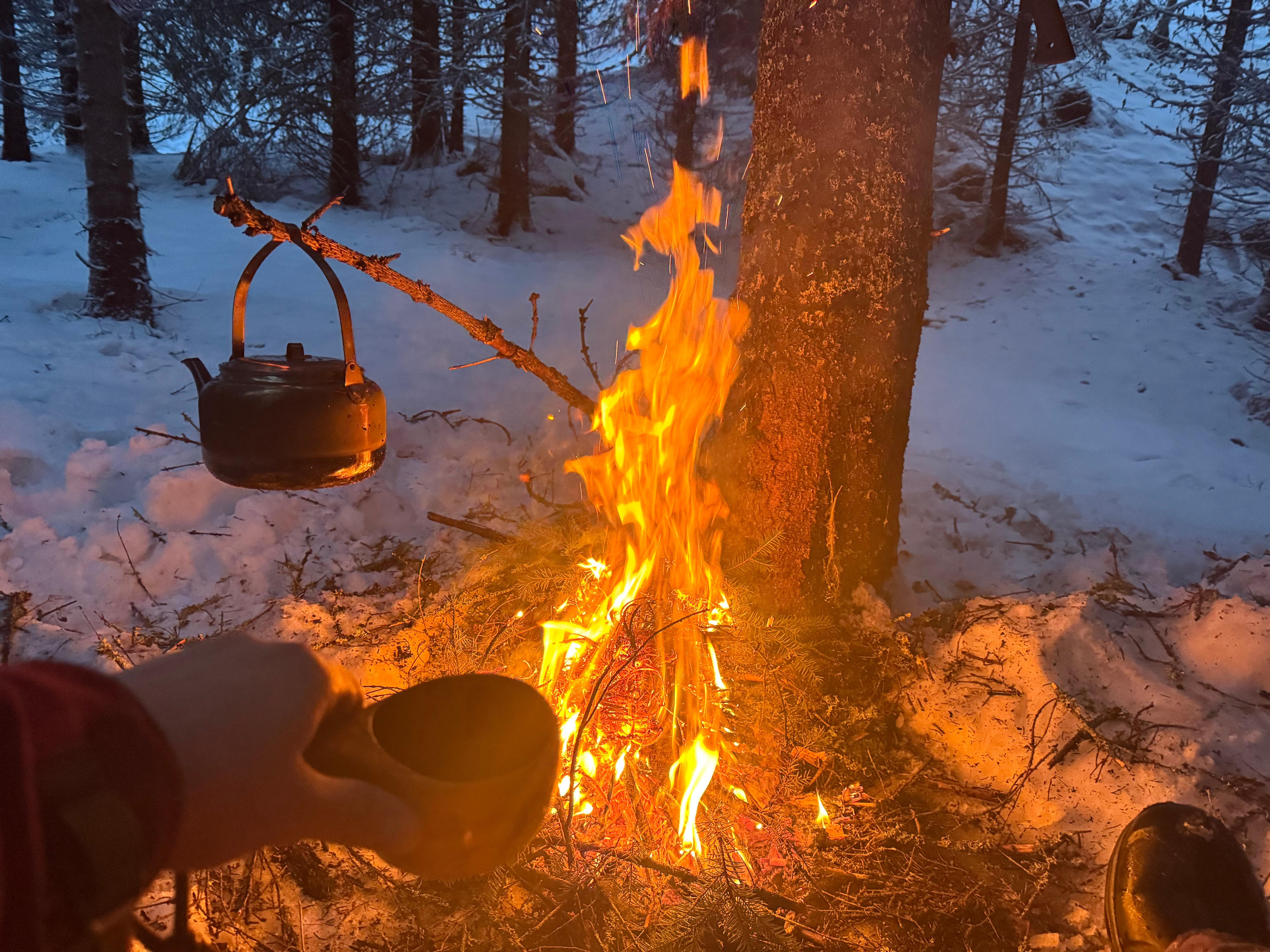 Sulitjelma Forest Hike with Bonfire, Huskies & Aurora