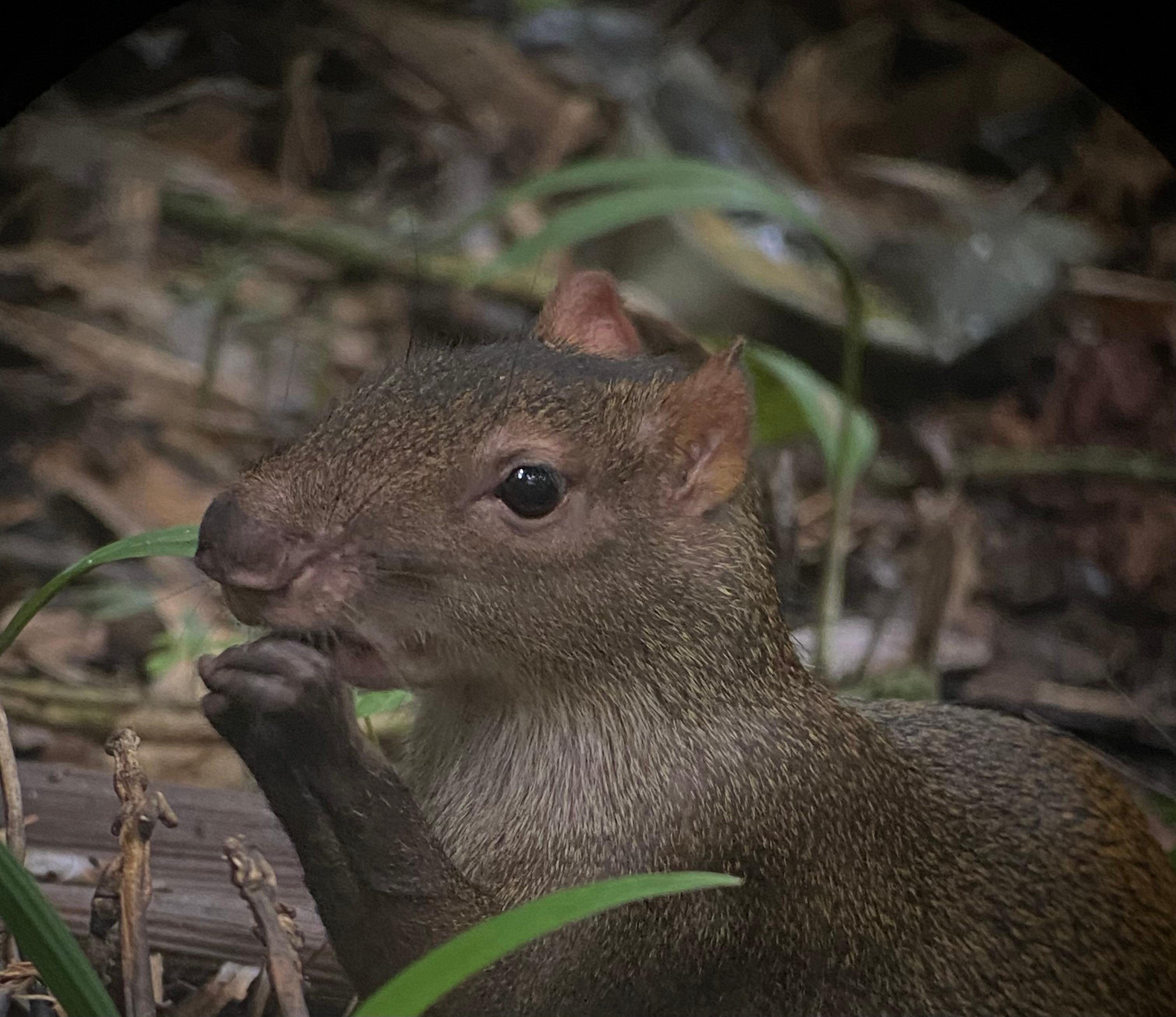 Manuel Antonio National Park: Naturalist-Led Wildlife Walking Tour