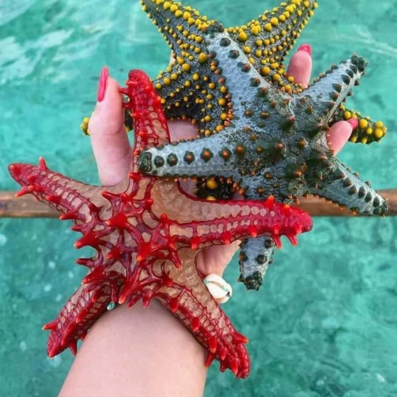 Zanzibar Marine Wonders & The Rock Restaurant Tour