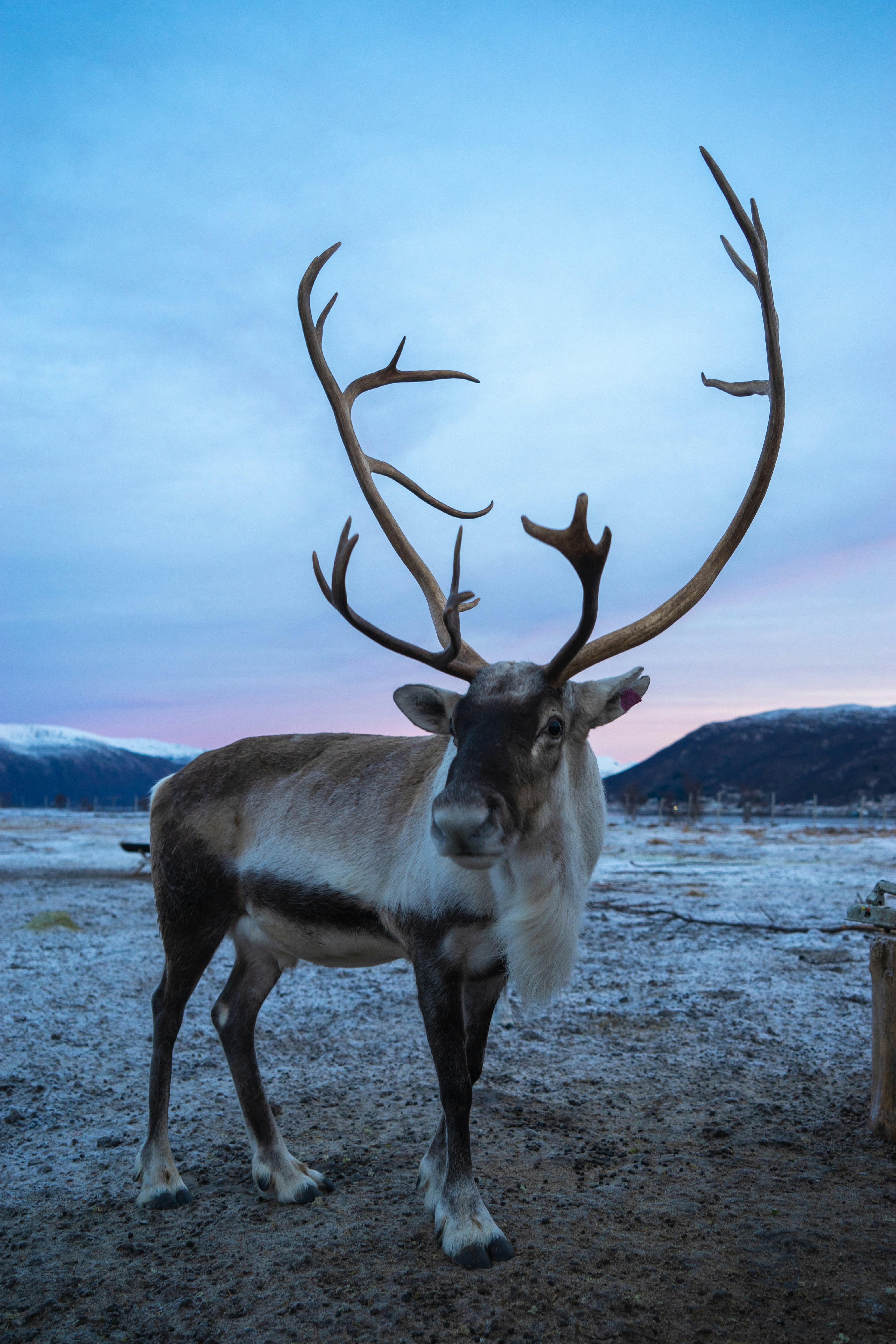 Tromsø: Sommarøy Islands & Arctic Fjords Tour + Local Food — Sommarøy island Norway tour photo 3