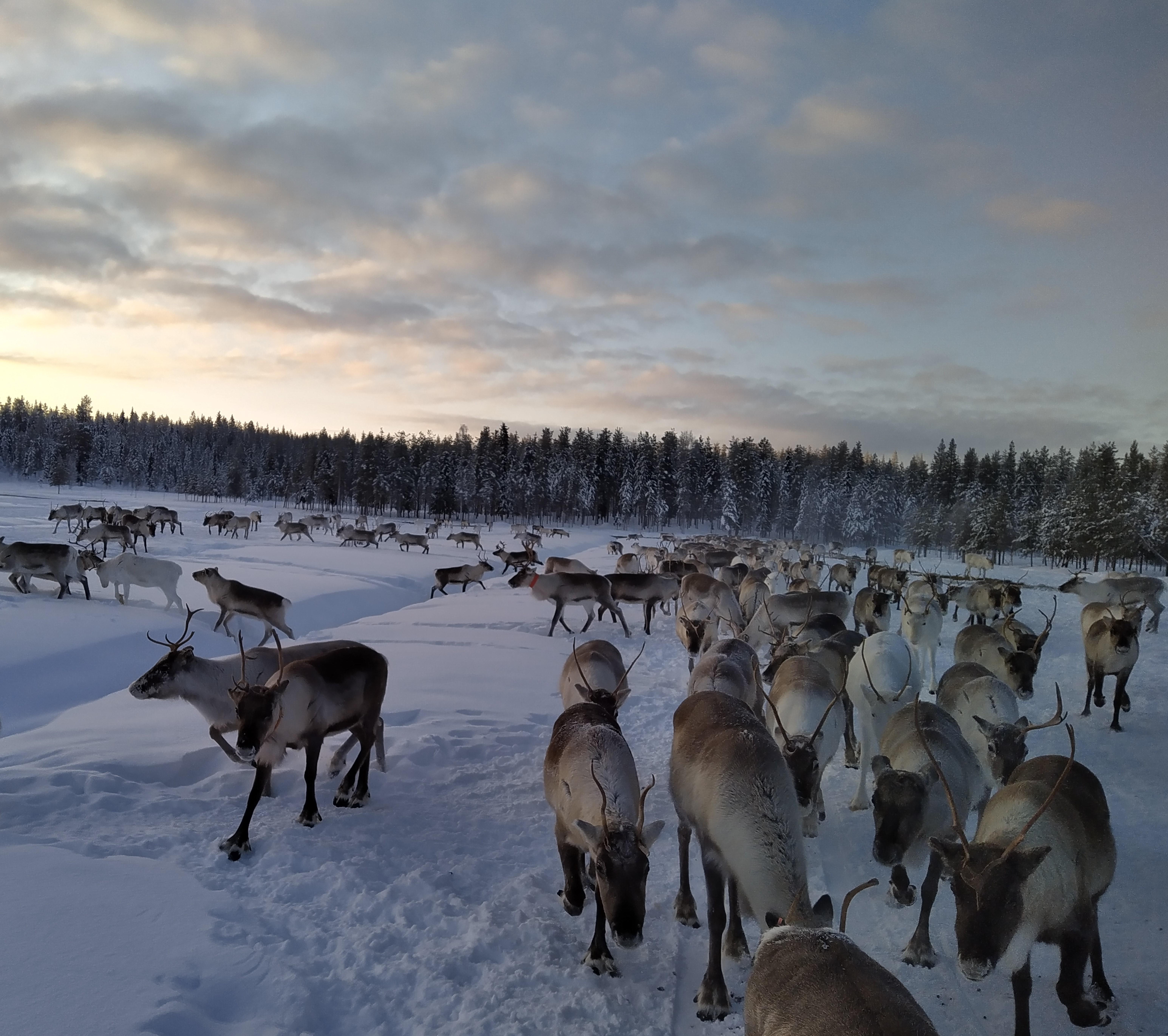 Rovaniemi Reindeer Farm: Herd Encounter & Lapland Culture