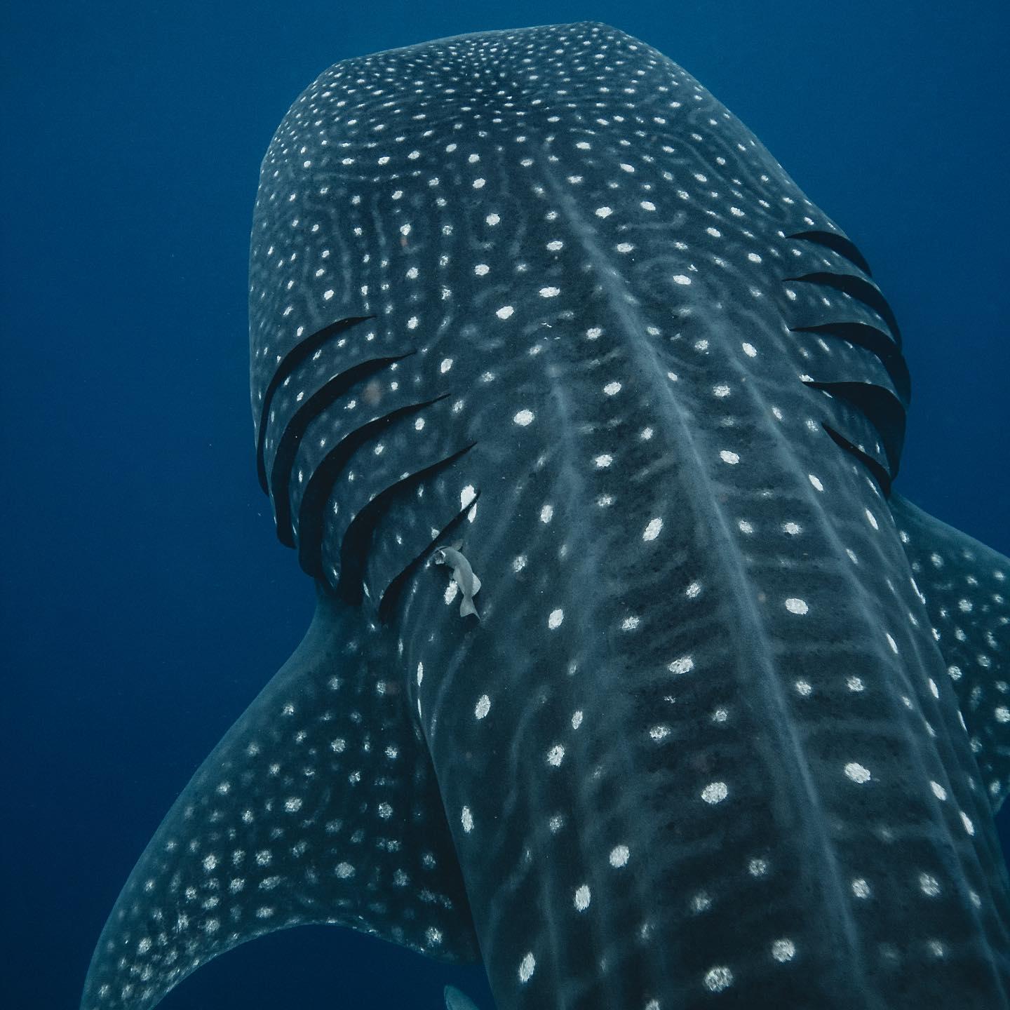 Whale Shark Ocean Safari with Beach & Reef Snorkeling