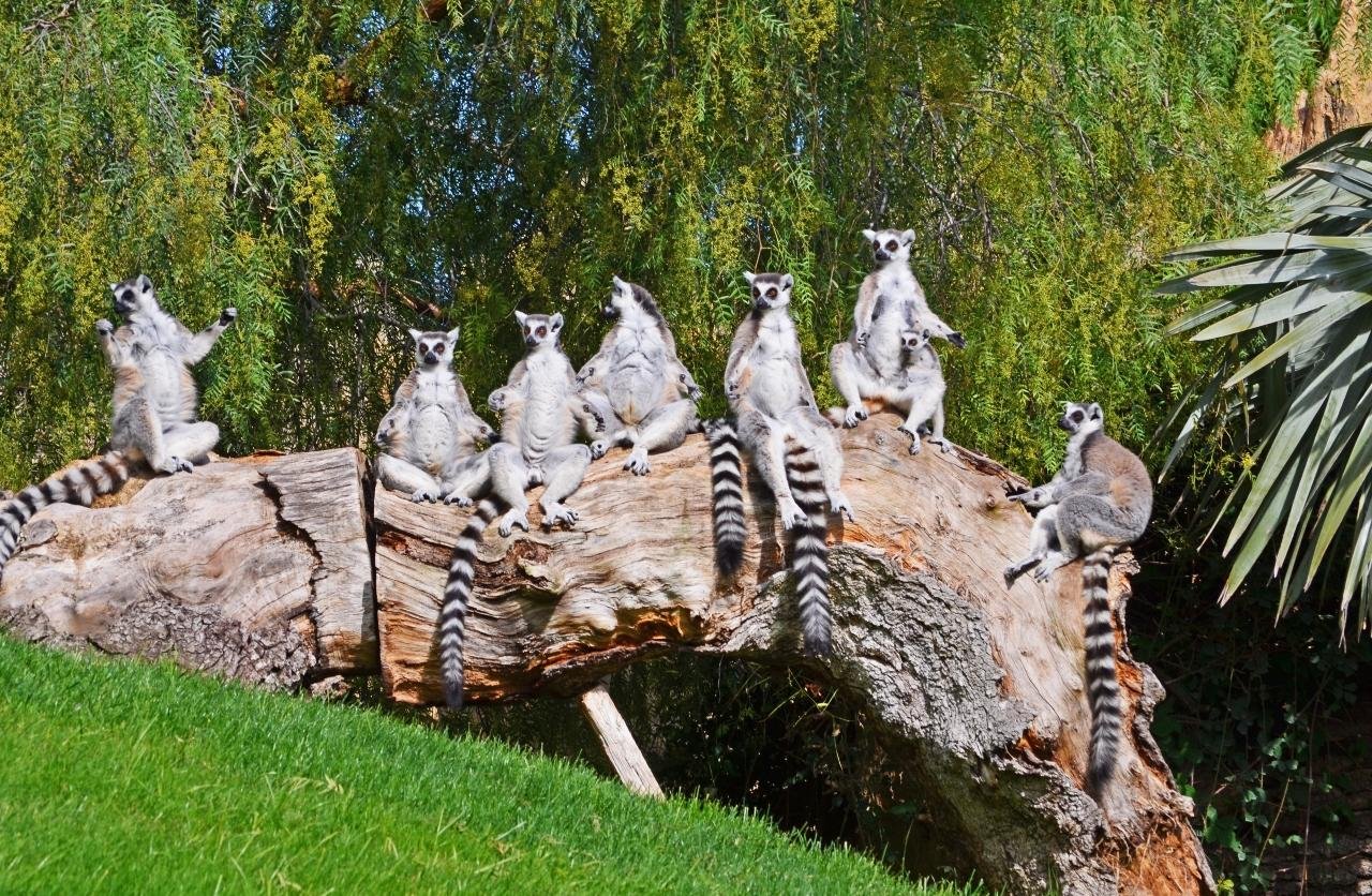 Bioparc Valencia Entry Ticket