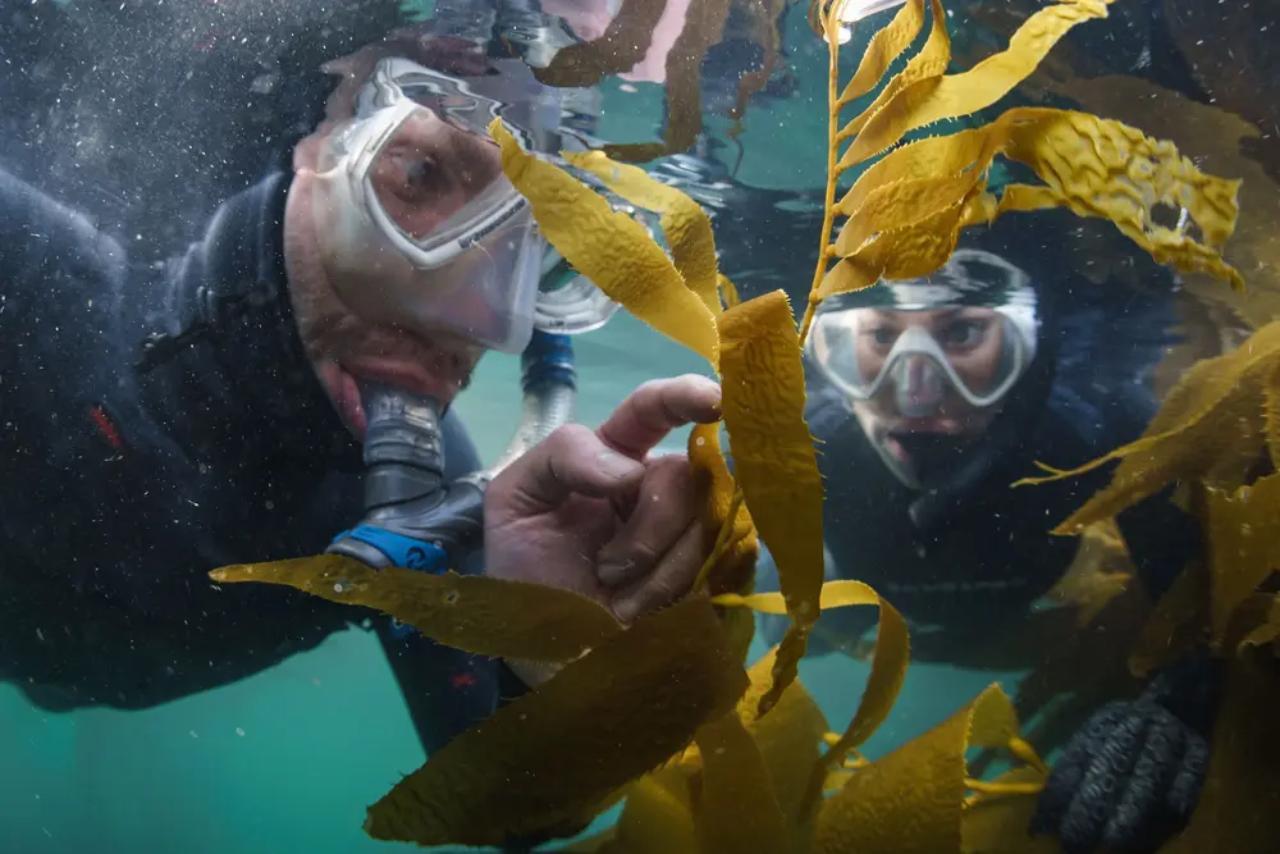 Monterey: Snorkeling Tour with Guide - 2026 (Verified Reviews)