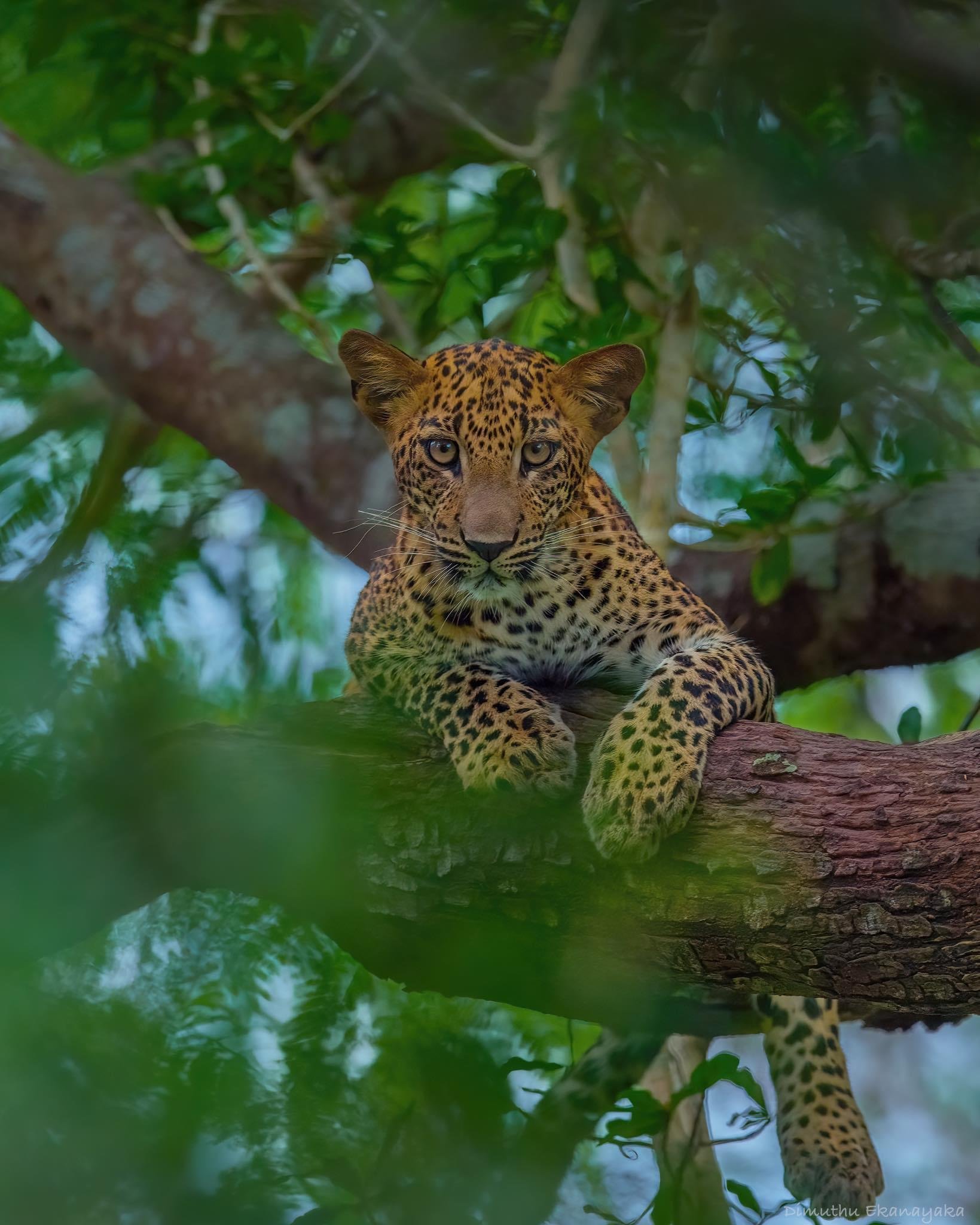 Private Full-Day Wilpattu National Park Jeep Safari
