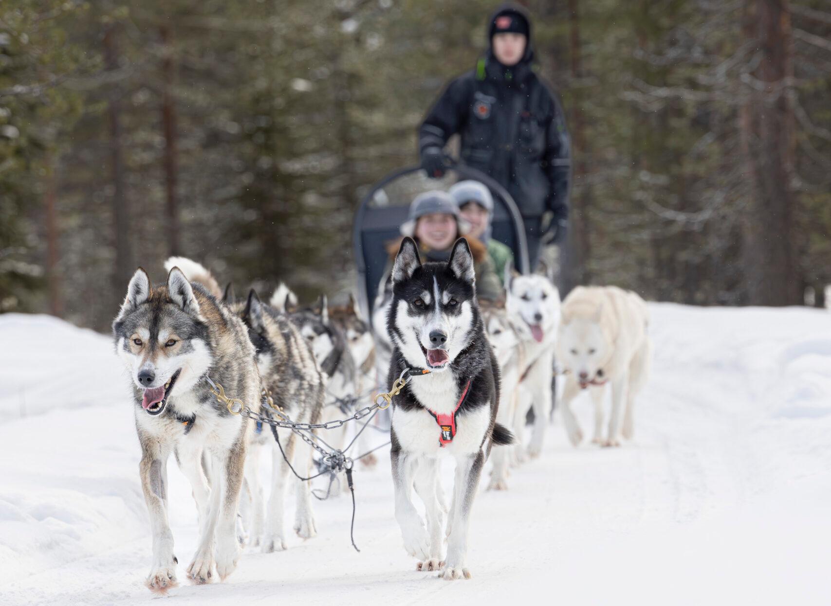 Husky Farm Visit with Sled Ride from Rovaniemi