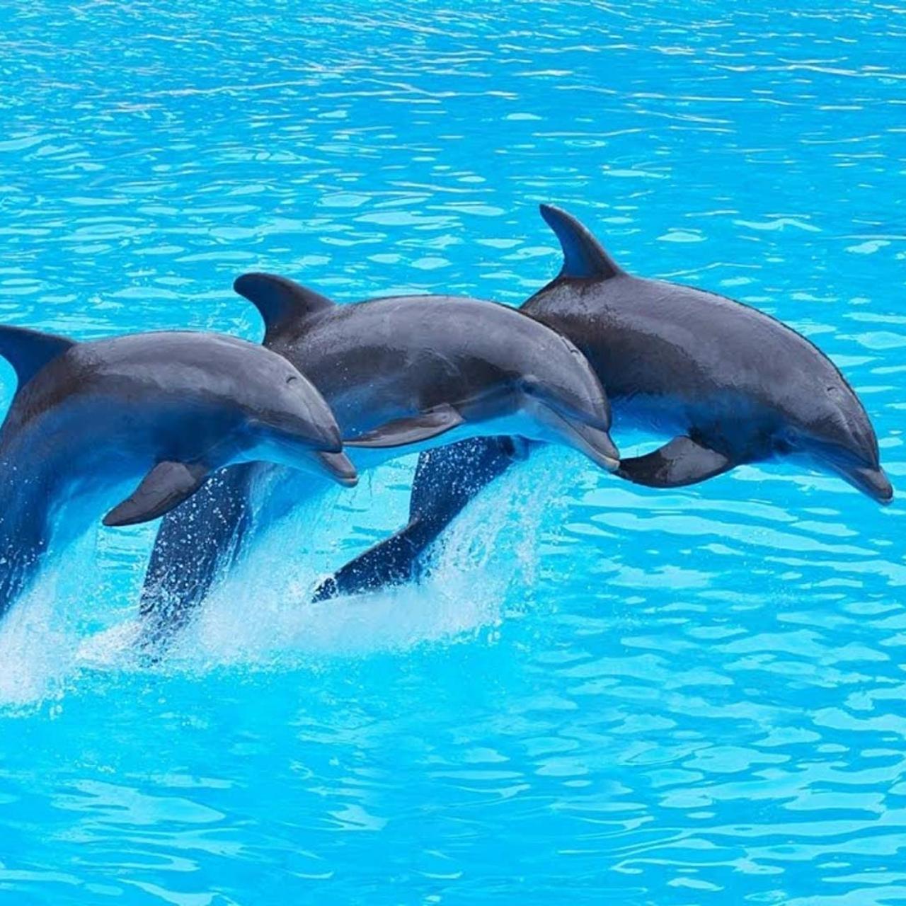 Mnemba Island Dolphin Encounter & Turtle Sanctuary Experience