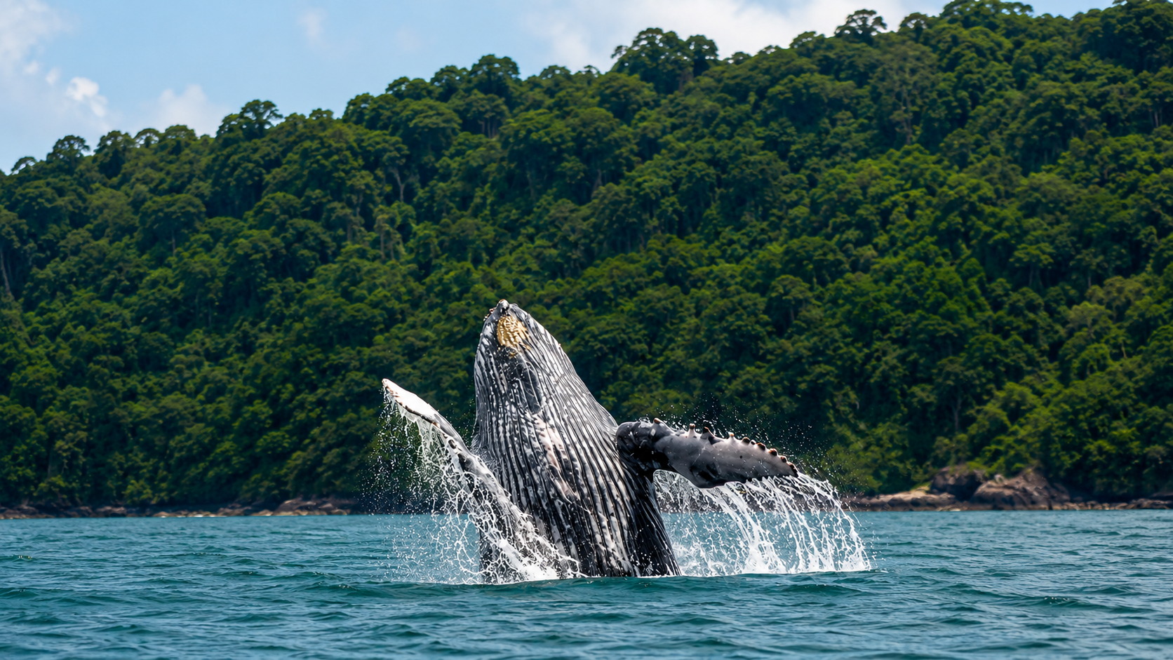 Uvita Whale & Dolphin Watching – Ballena Marine National Park