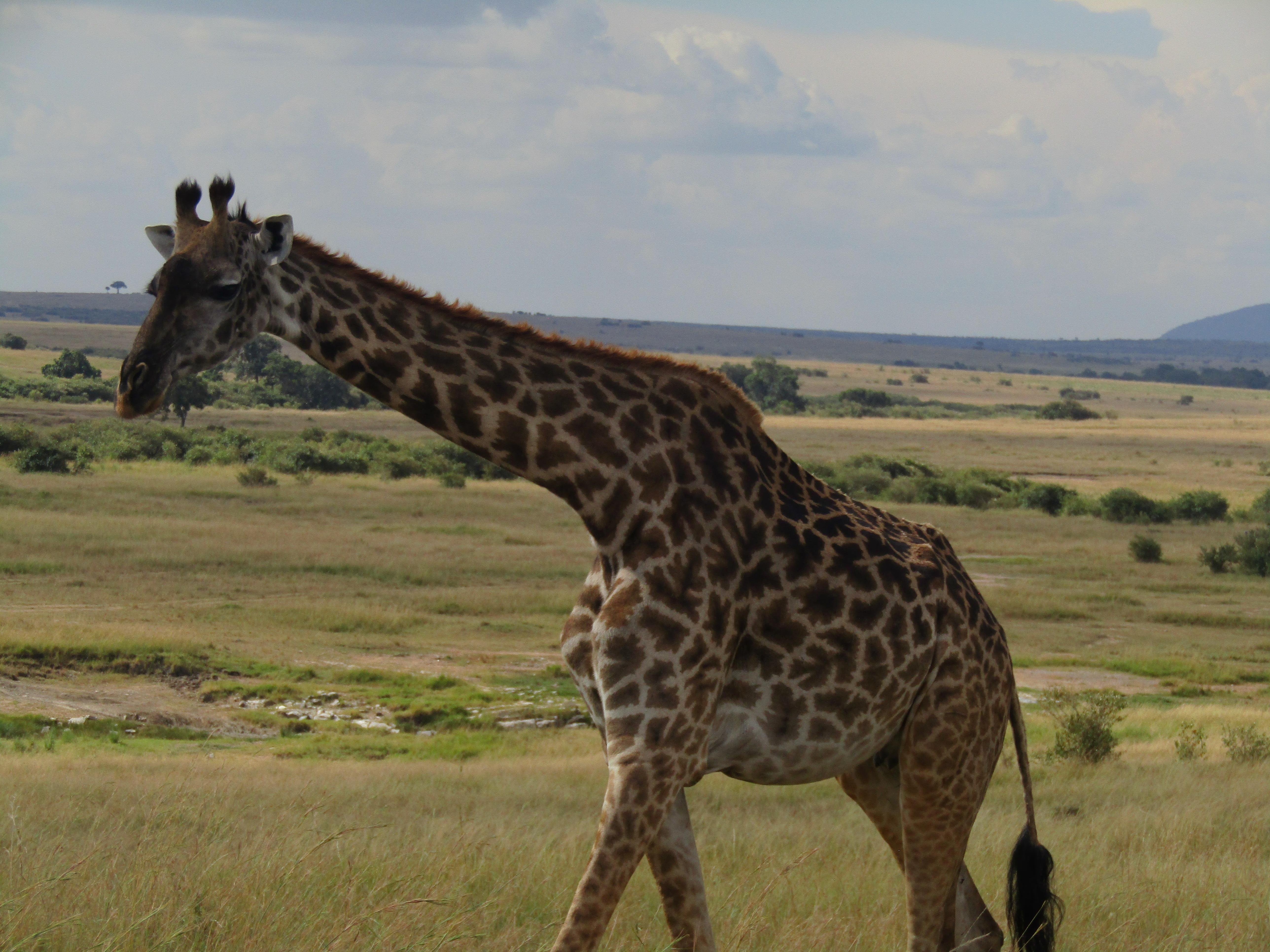 3-Day Masai Mara Safari Adventure from Nairobi