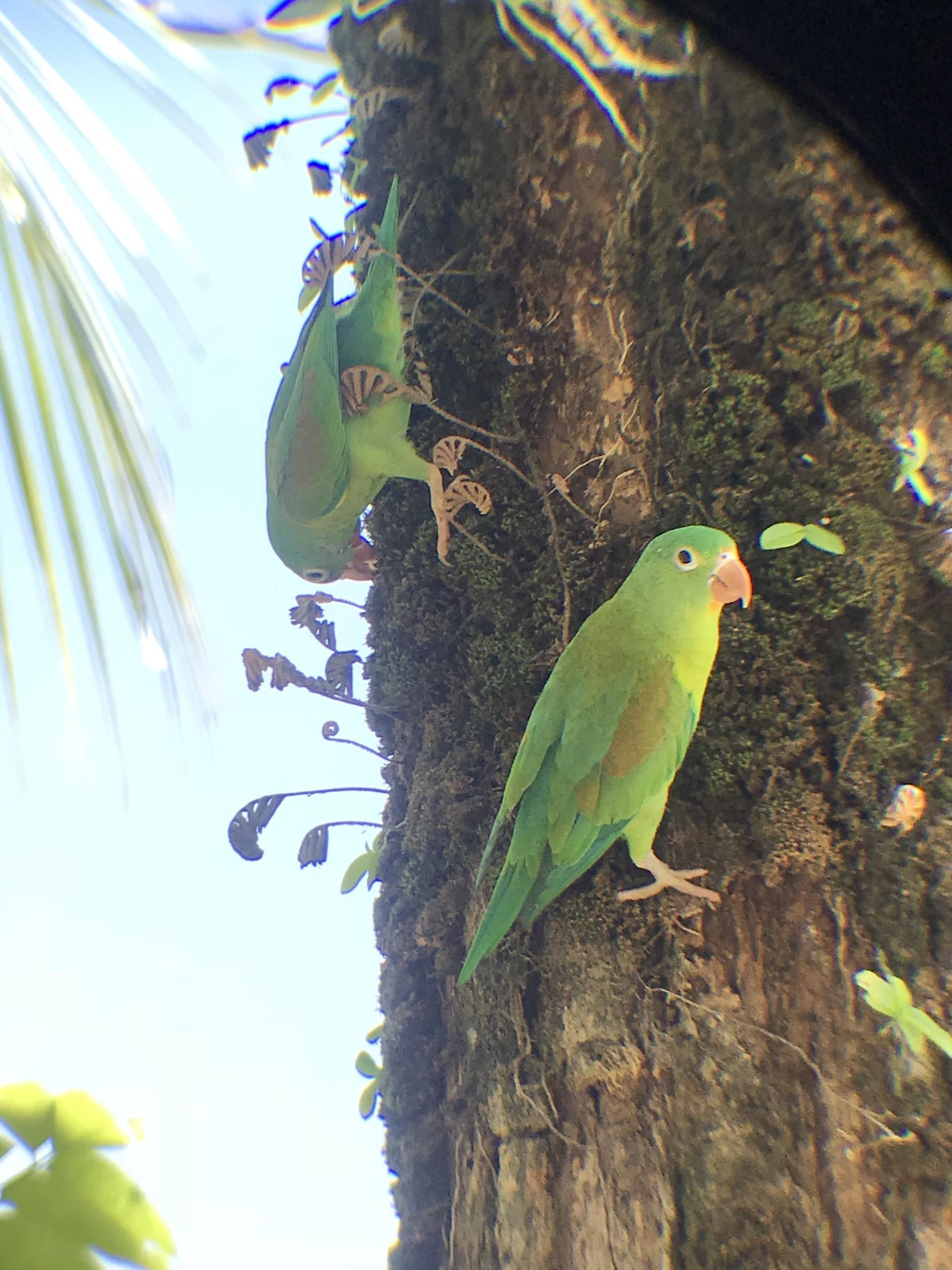Manuel Antonio National Park: Expert-Guided Wildlife Hike