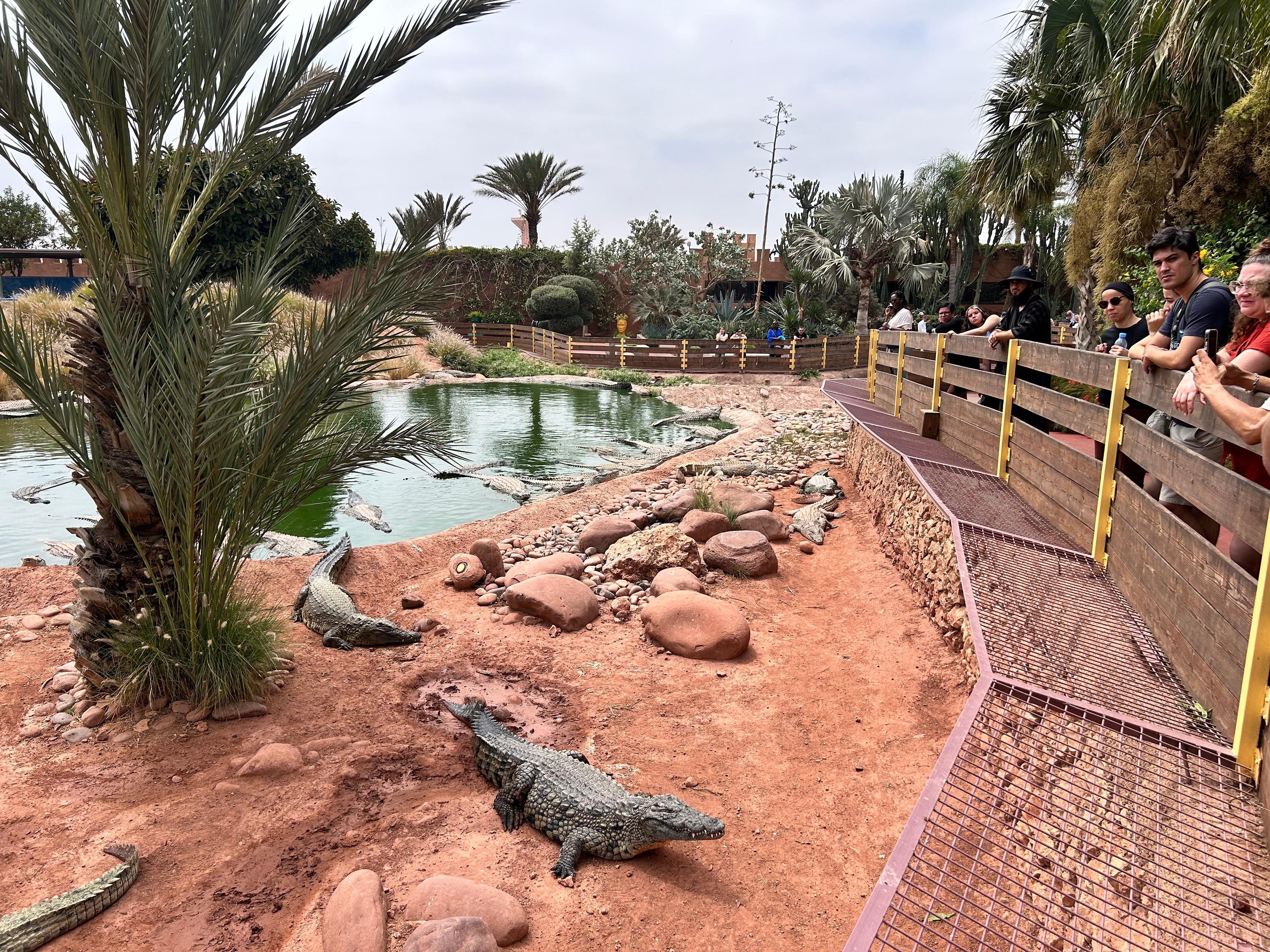Agadir Highlights: Cable Car, Crocopark & Argan Goats