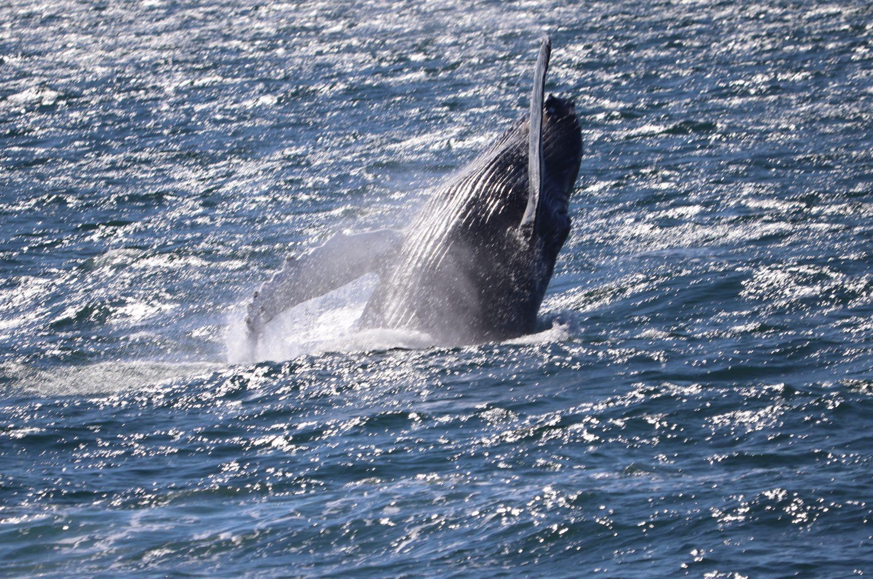 Reykjavik Whale Watching Adventure with Express Option