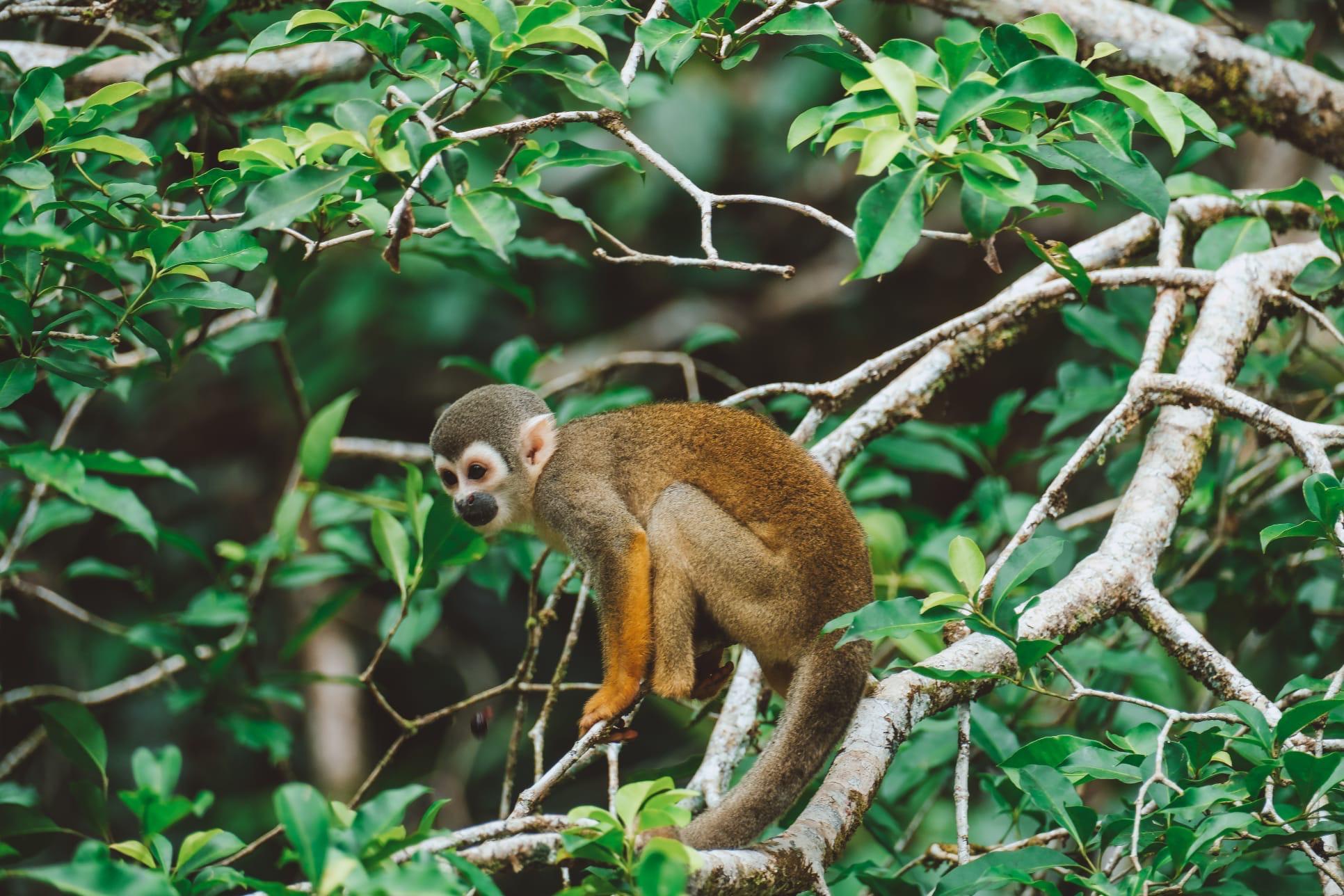 Cuyabeno Amazon Reserve: 3-Day Jungle Immersion