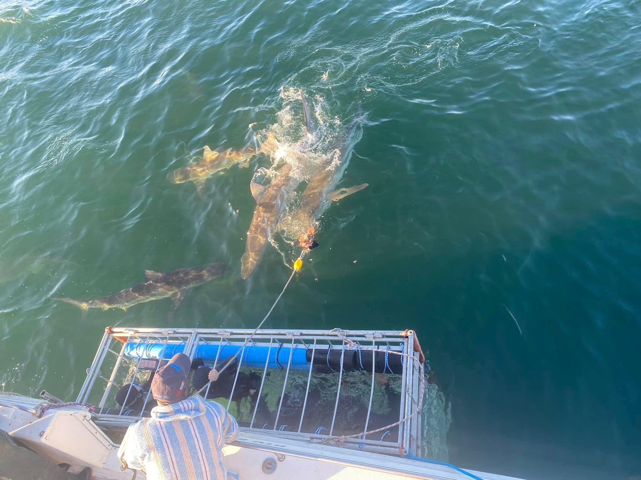 Cape Town Shark Cage Diving Adventure