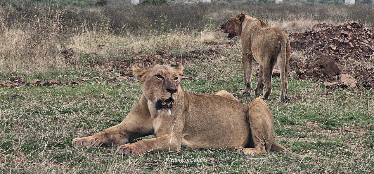 Nairobi National Park Half-Day Wildlife Safari
