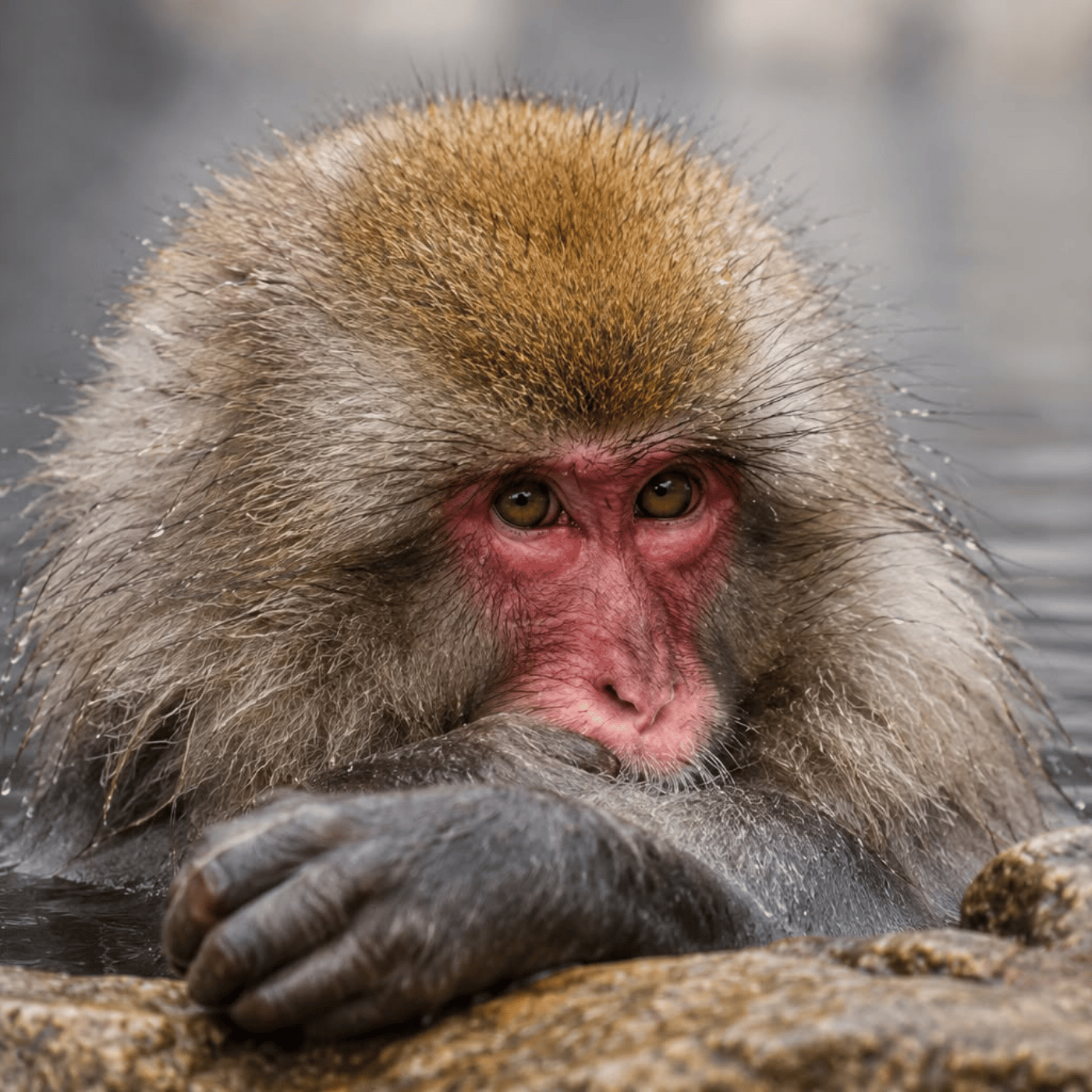 Nagano Private Day Tour: Snow Monkeys, Temples & Hot Spring Villages