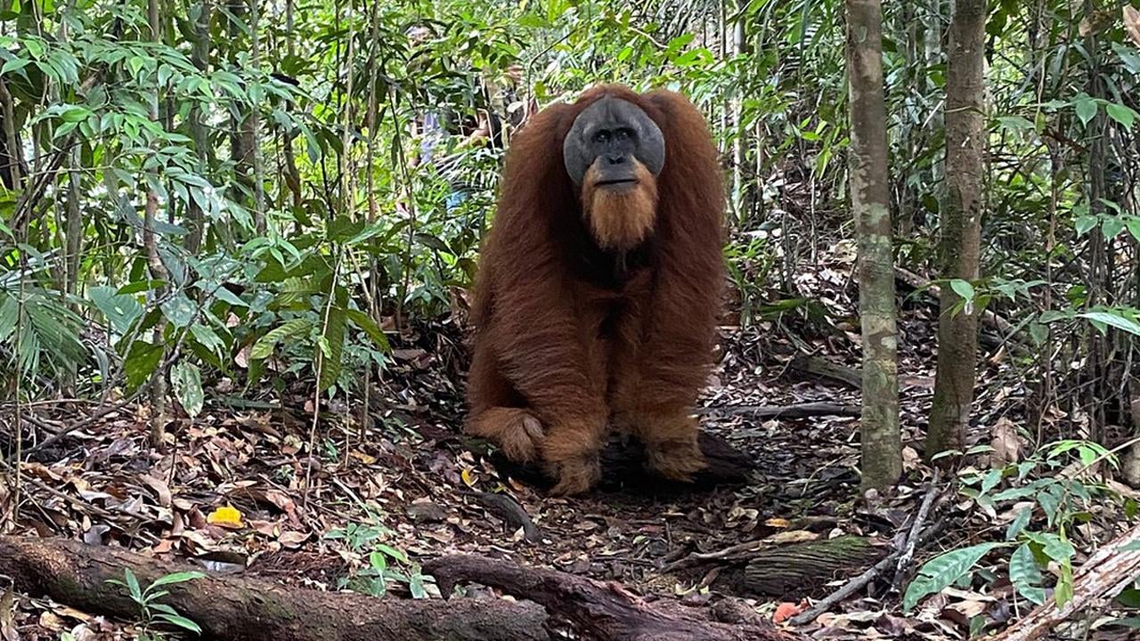 Bukit Lawang Orangutan Jungle Trek from Medan