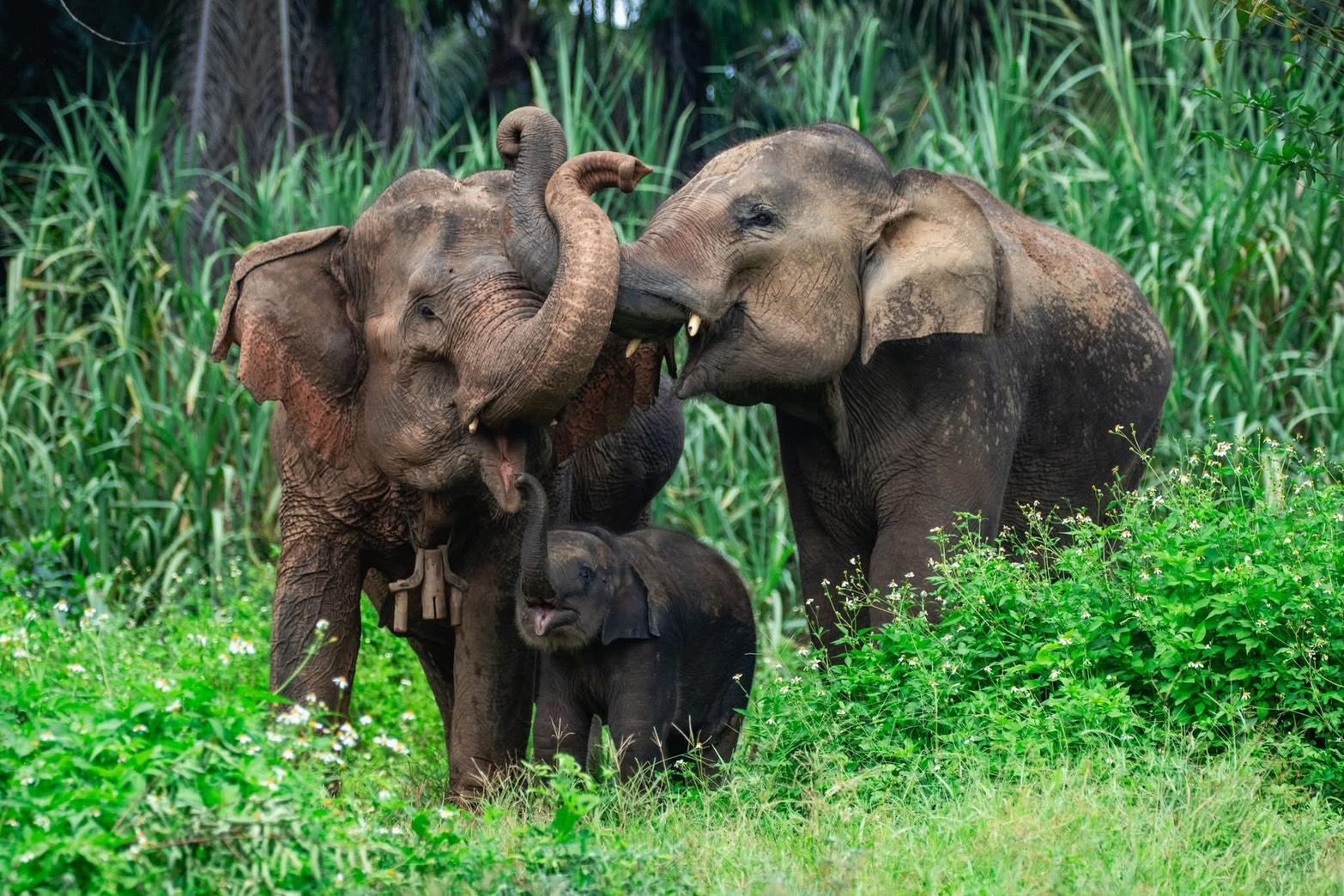 Krabi Ethical Elephant Sanctuary Half-Day Tour