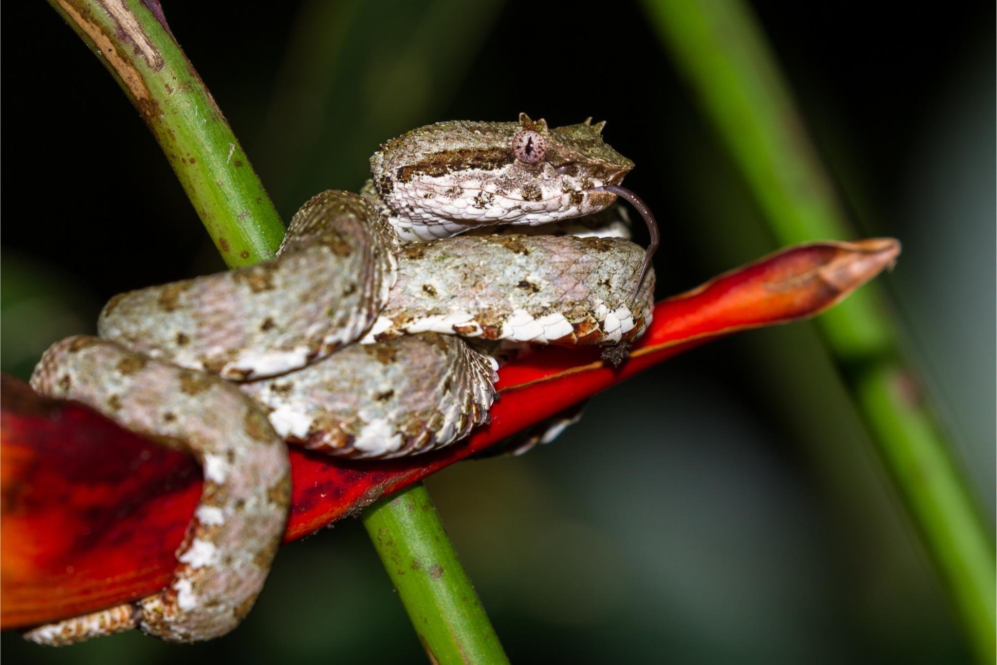 Manuel Antonio Night Wildlife Walk with Expert Naturalist