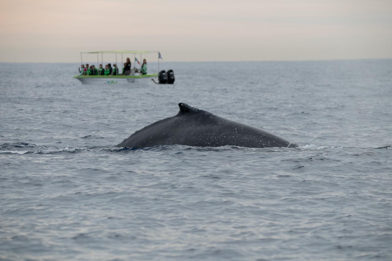 Cabo Whale Watching with All-Female Crew & Marine Biologist