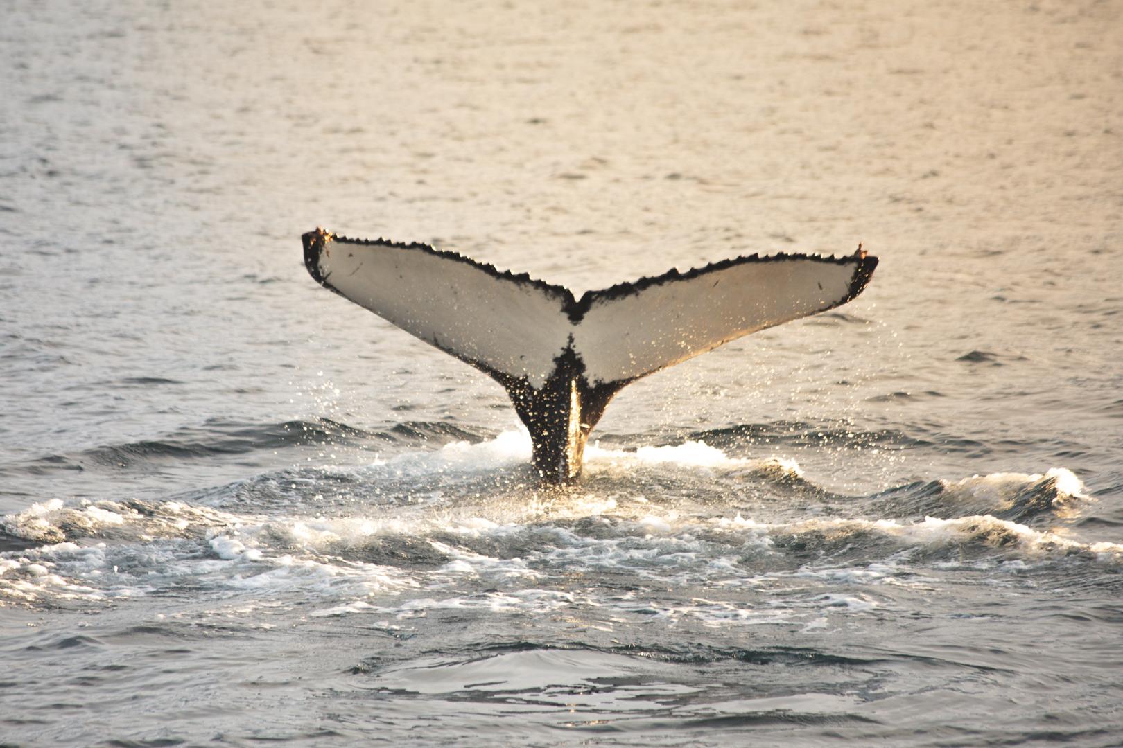 Eyjafjörður Small-Group Whale Watching from Hjalteyri