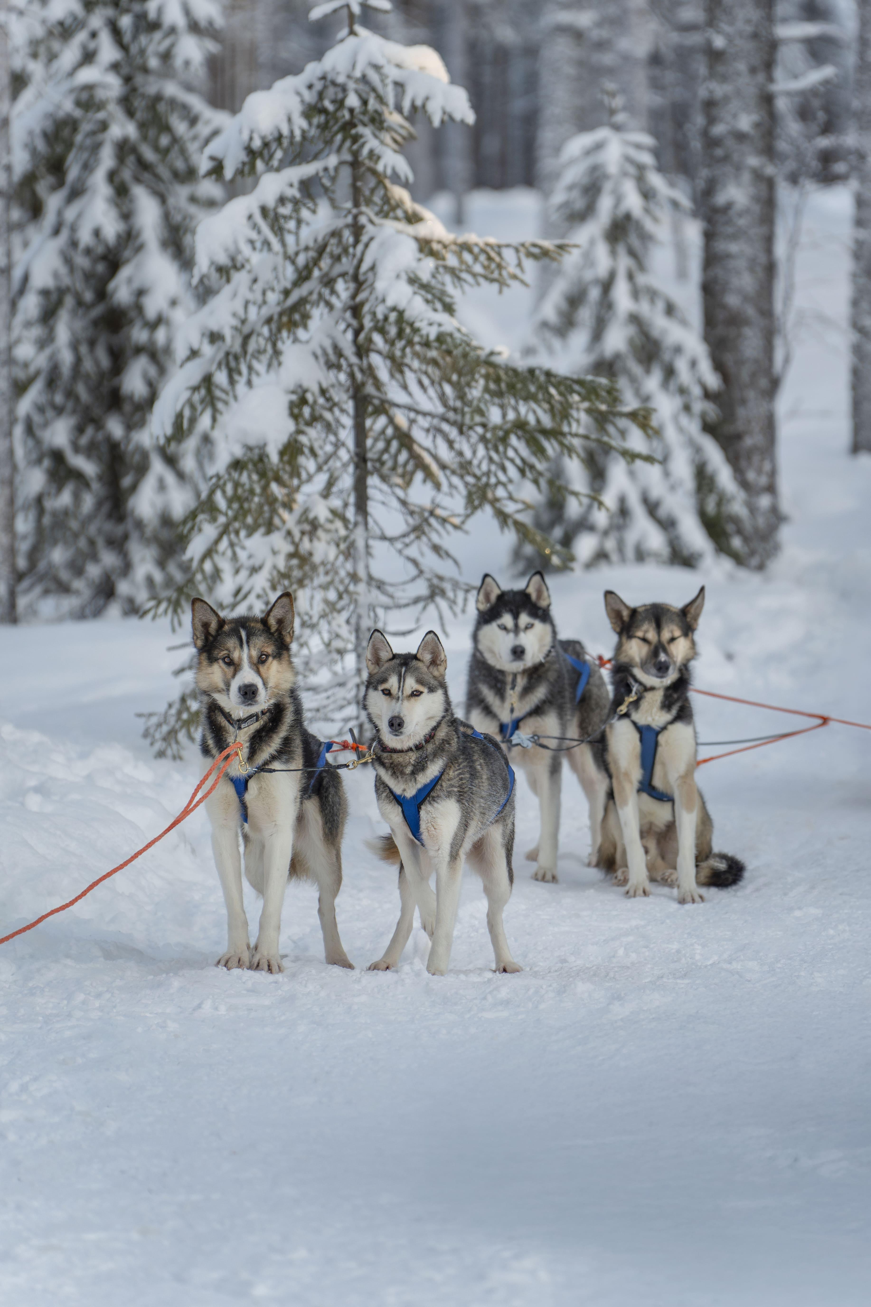 Rovaniemi Husky Safari: 10 km Lappish Trail Adventure