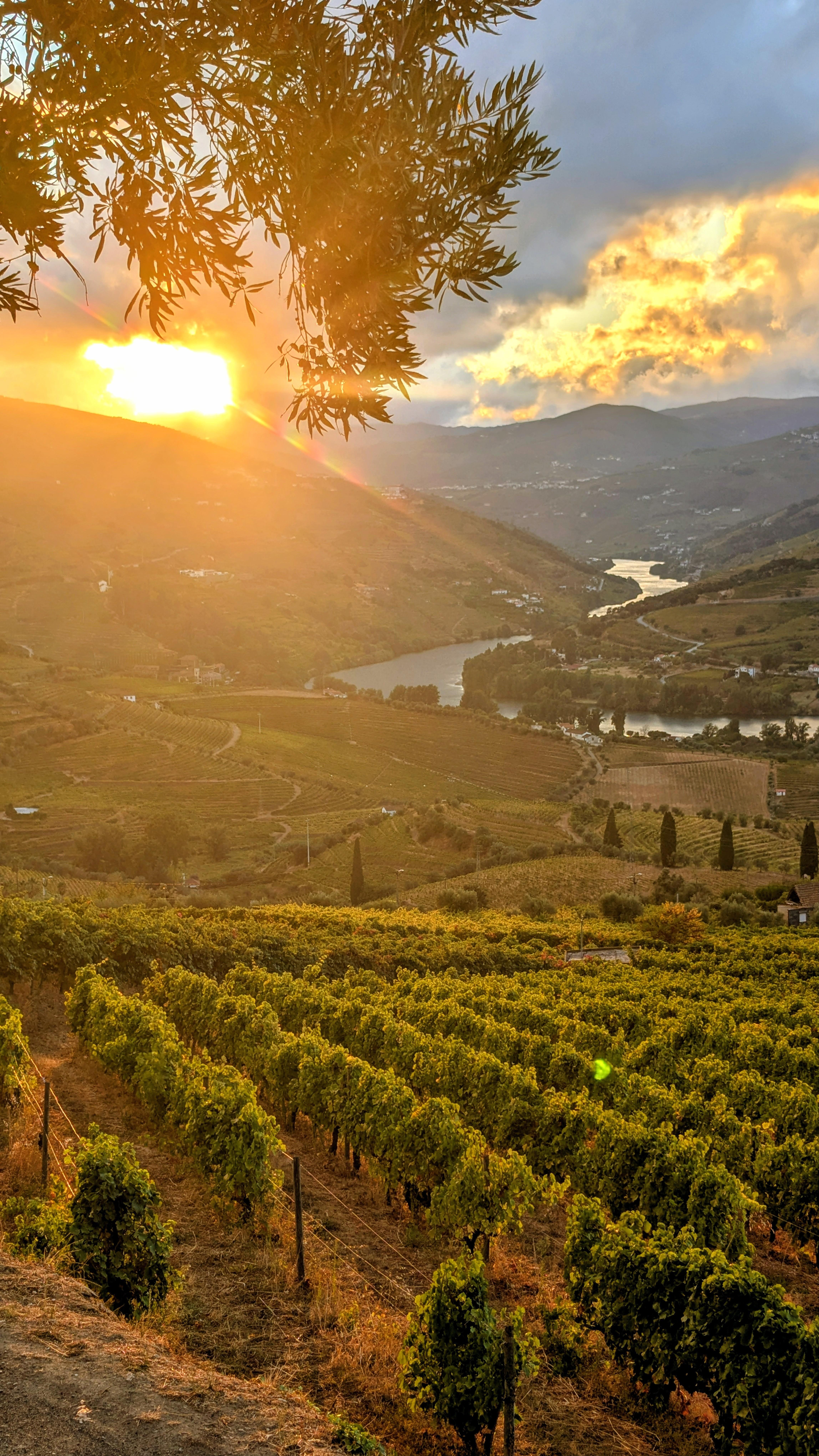 Porto: Douro Valley & Vinho Verde Day Tour with Tastings, Lunch & Boat Cruise