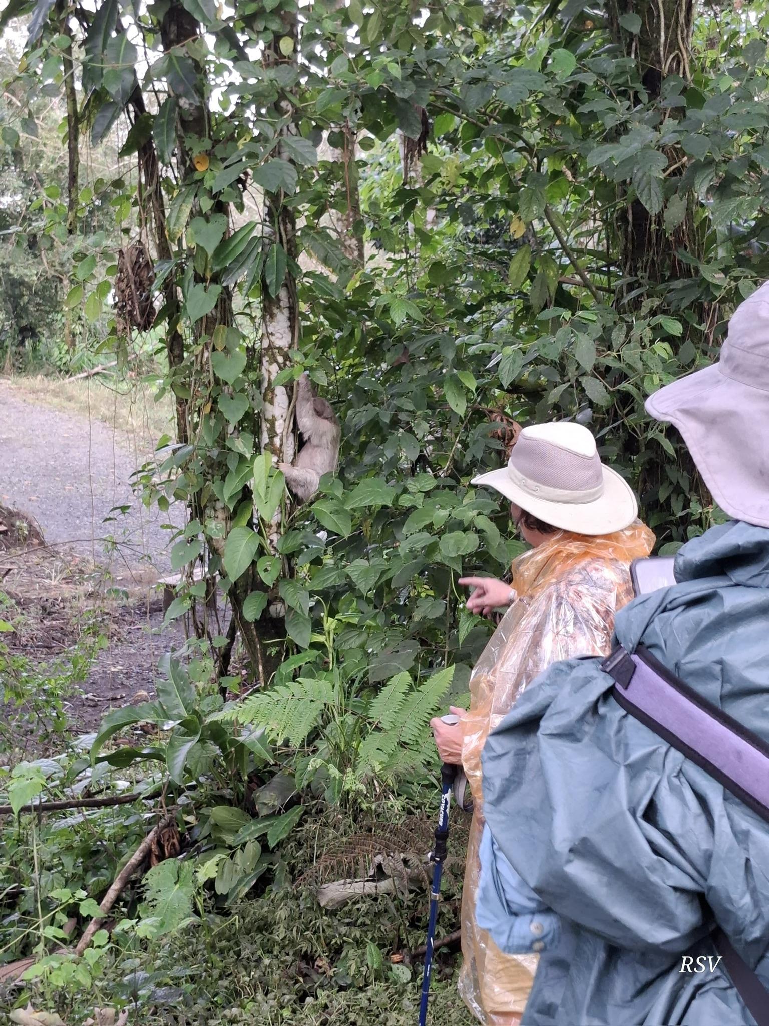 La Fortuna Private Rainforest Sloth Tour with Guaranteed Sighting