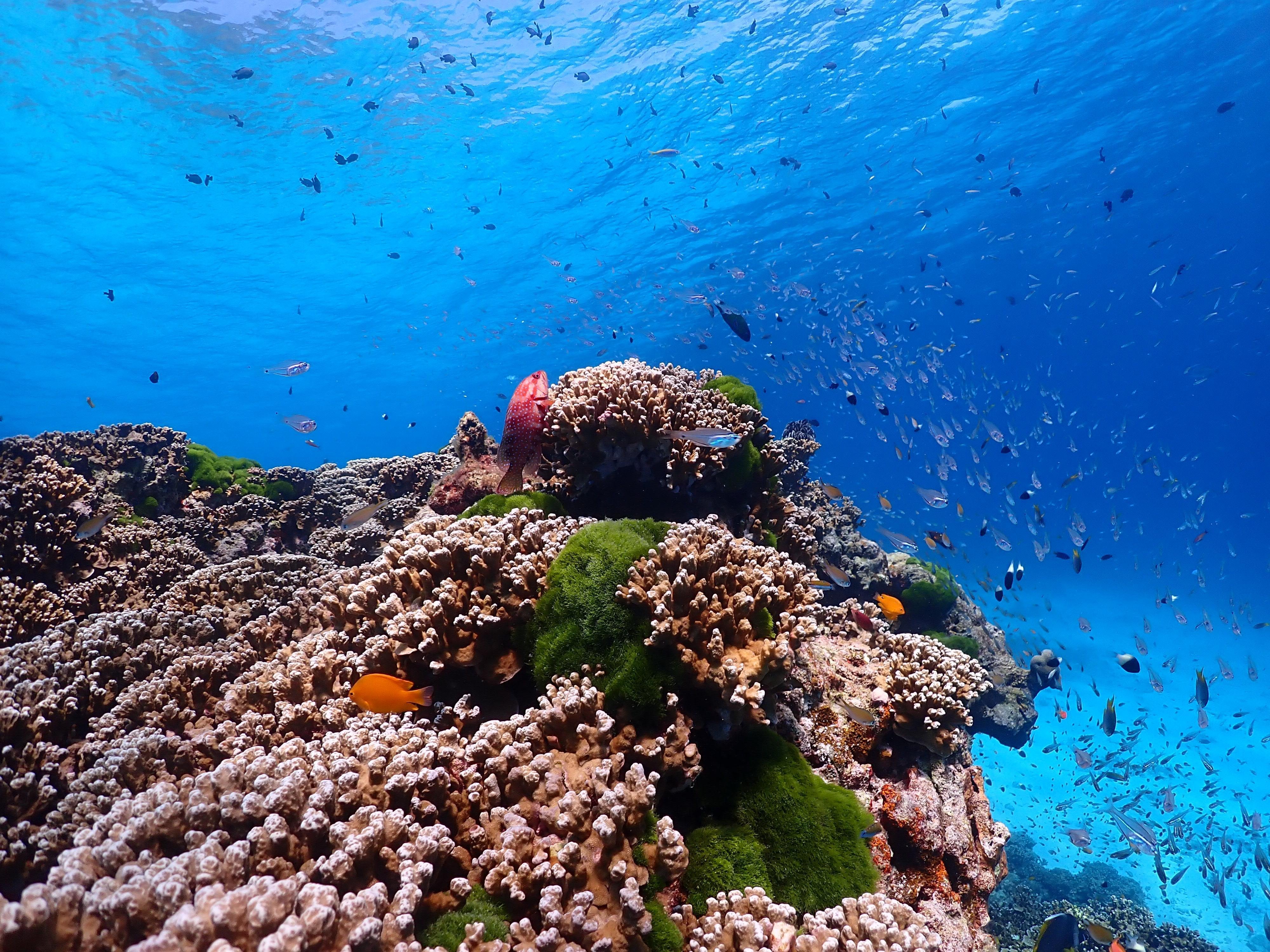 Similan Islands Full-Day Snorkeling Adventure from Khao Lak