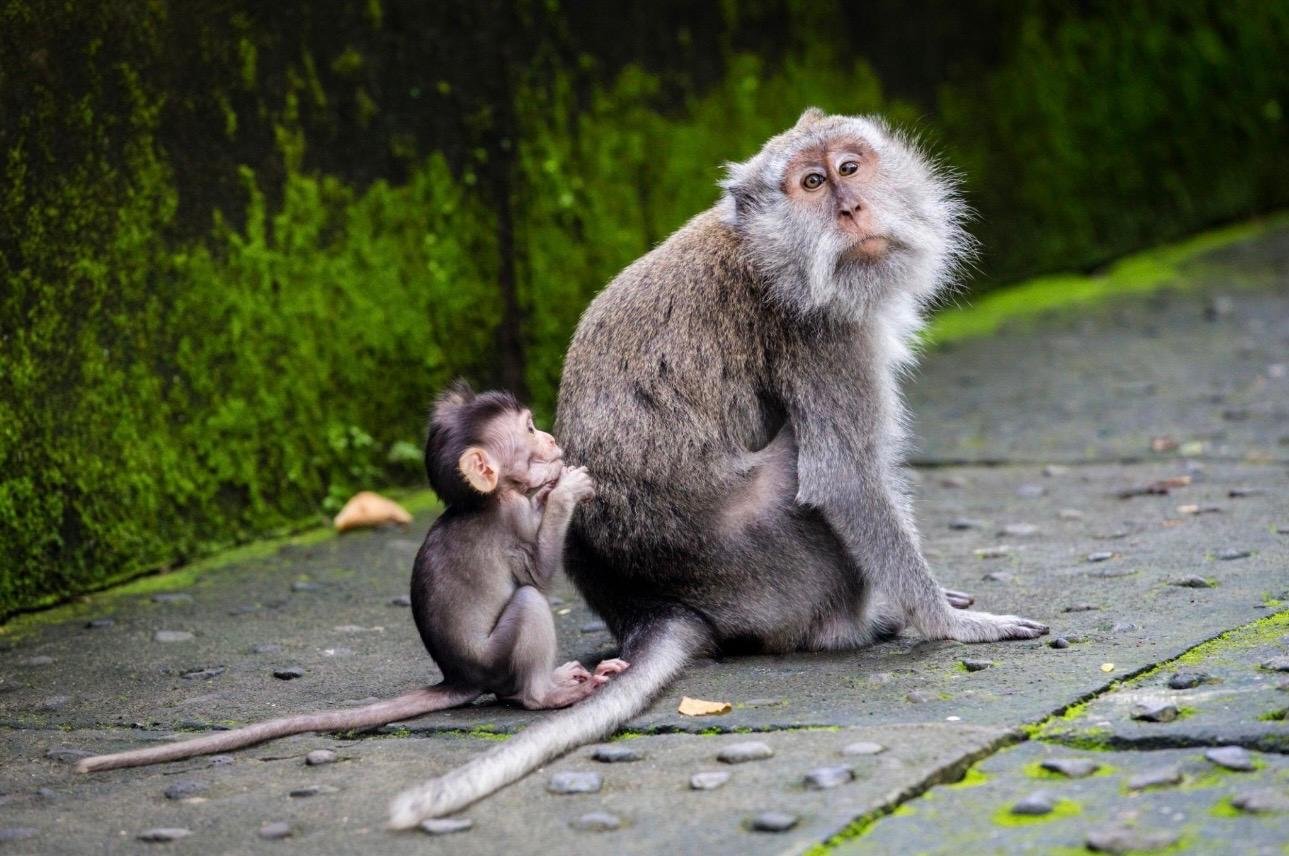 Ubud Half-Day Tour: Tegalalang Rice Terraces, Monkey Forest & Waterfall