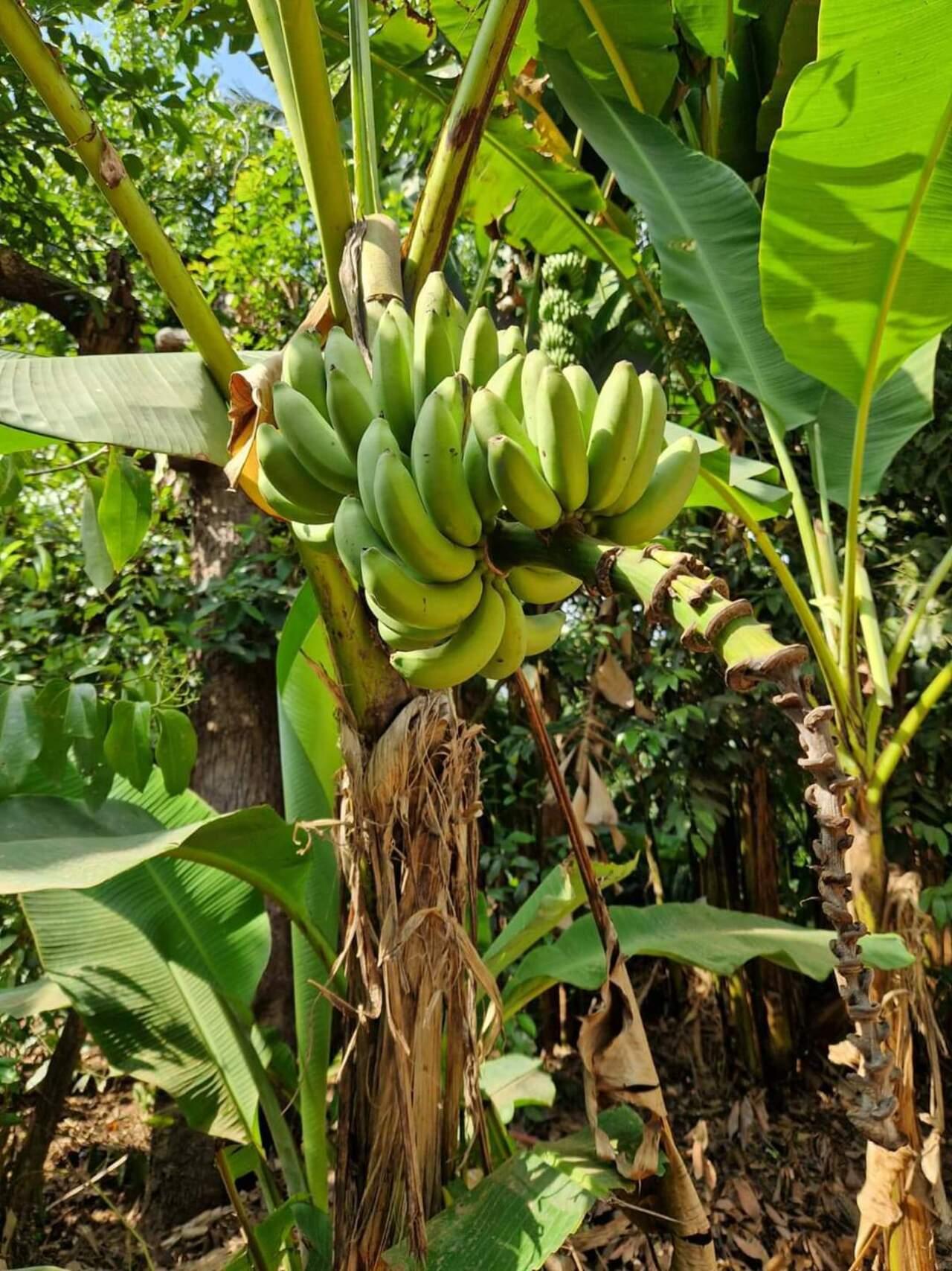 Zanzibar Private Spice Farm Tour with Local Guide