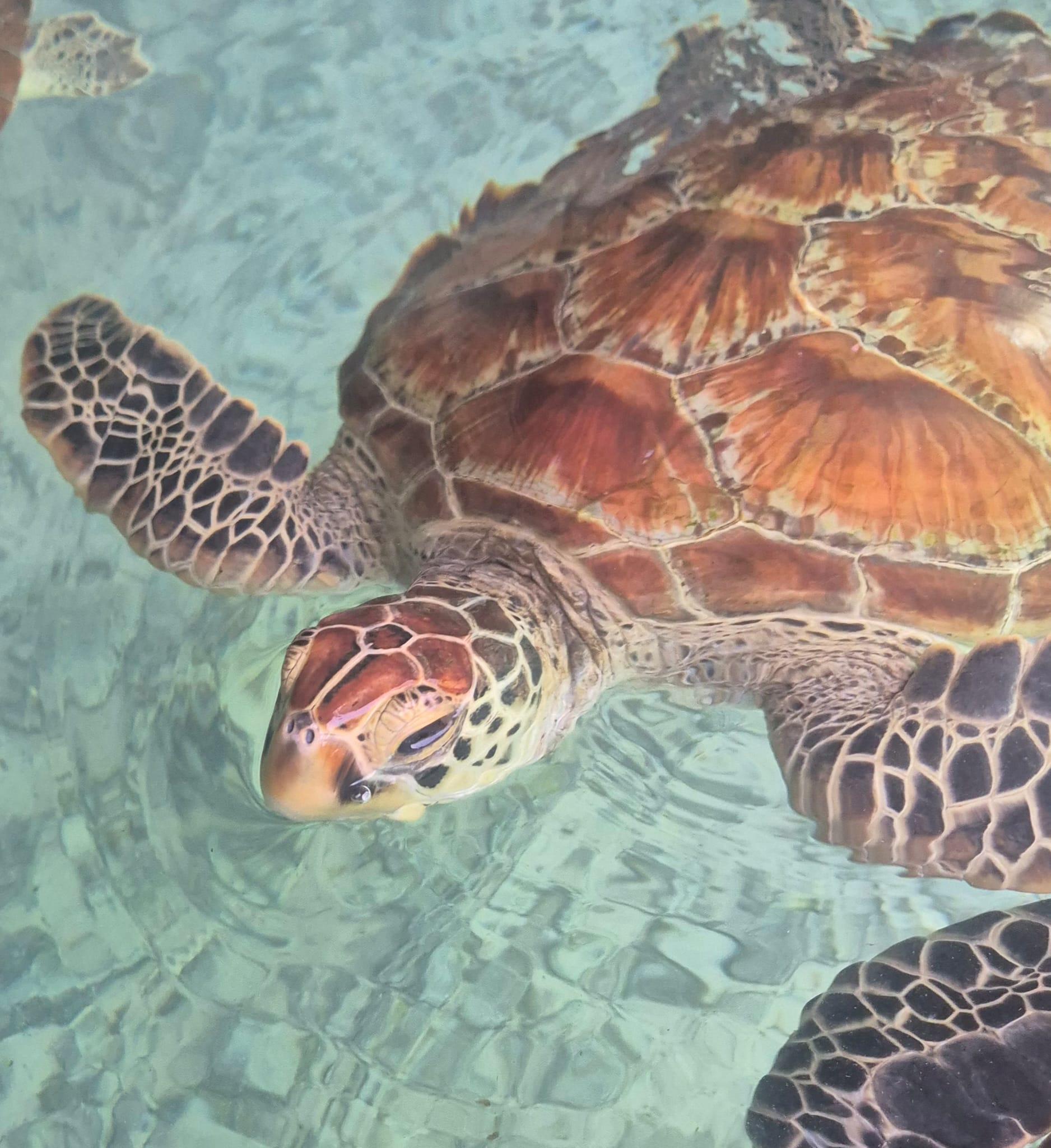 Zanzibar: Jozani Forest & Salaam Cave Sea Turtle Tour