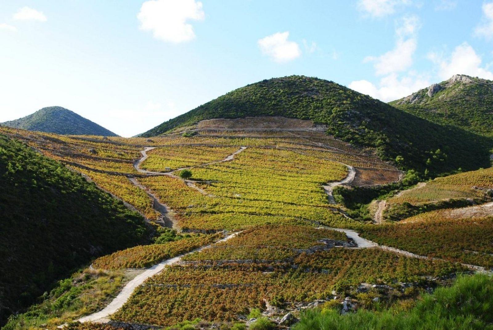 Ston Oyster Farm & Wine Tasting Experience from Dubrovnik