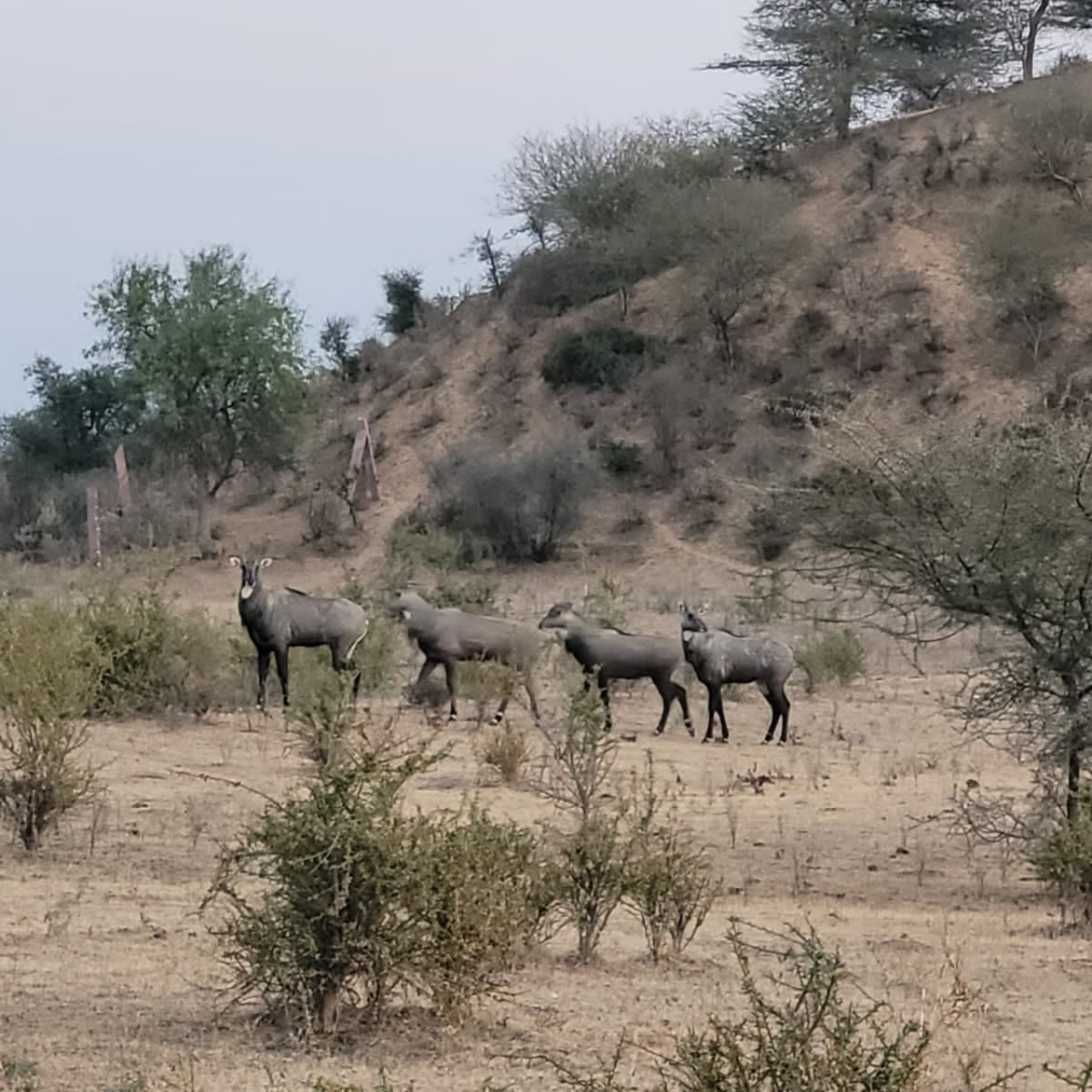 Thar Desert Overnight Camel Safari & Village Stay
