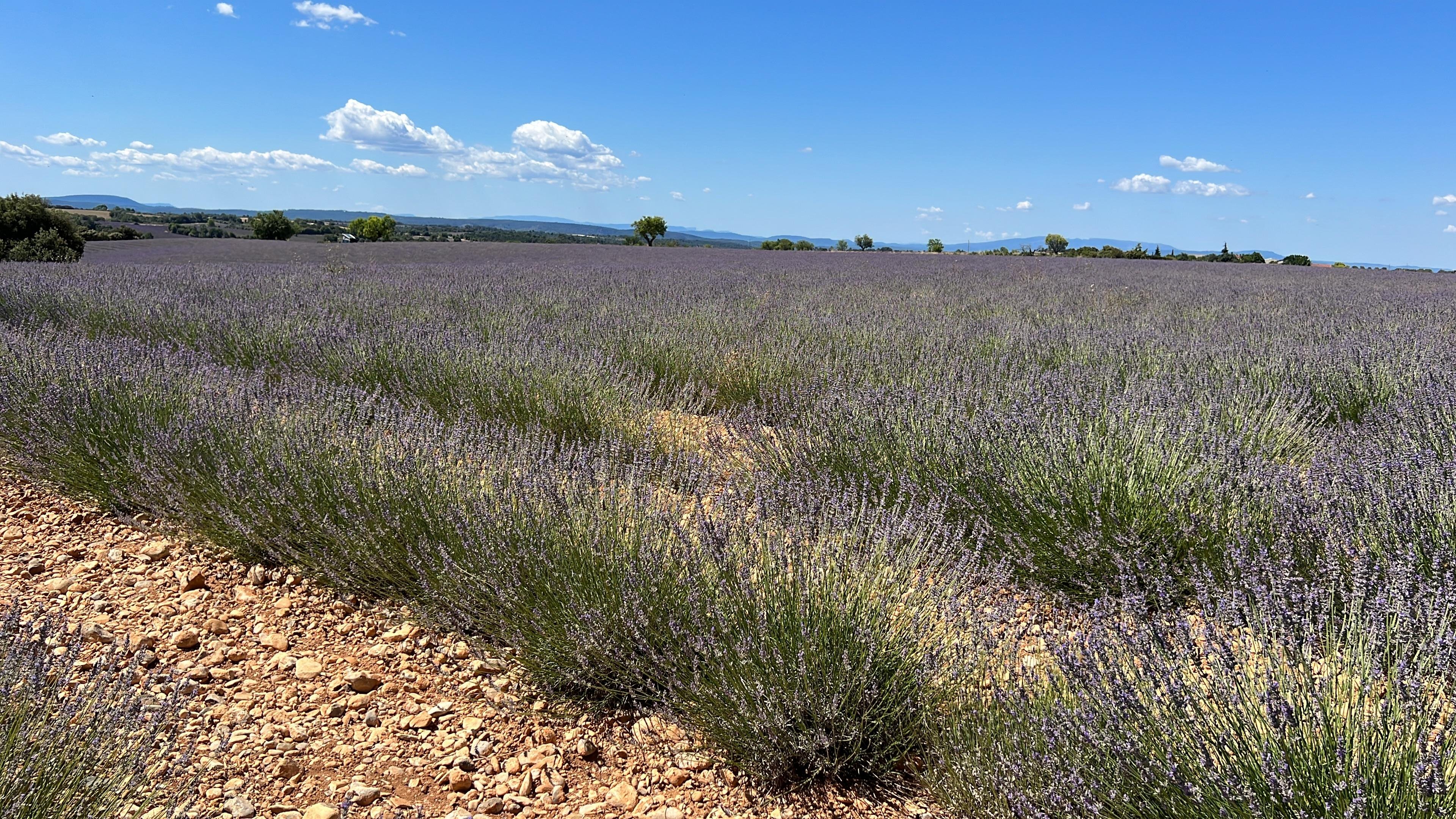 Valensole lavender fields in Provence — guided lavender tour photo 22