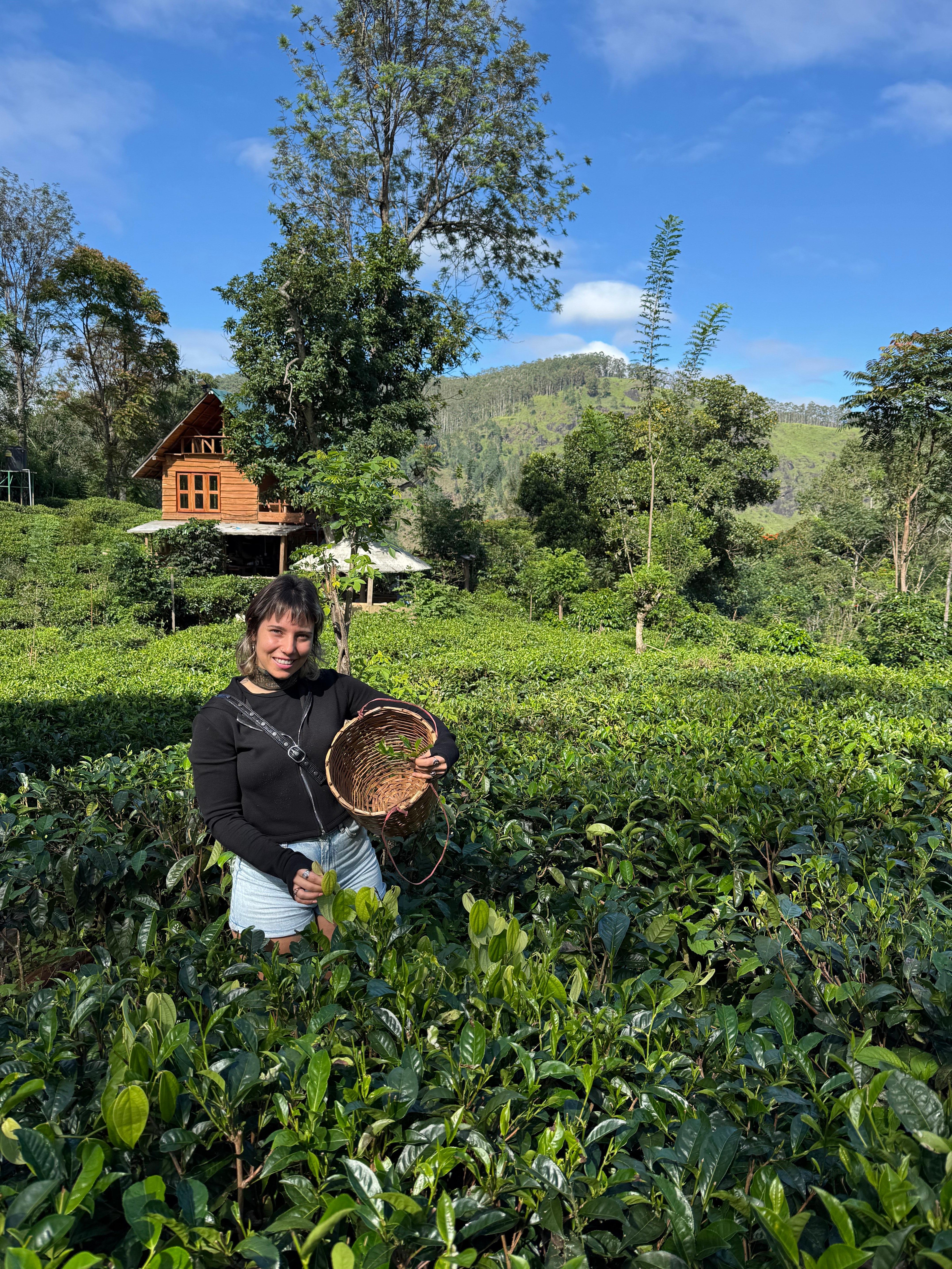Ella: Hands-On Tea Crafting and Tasting Experience