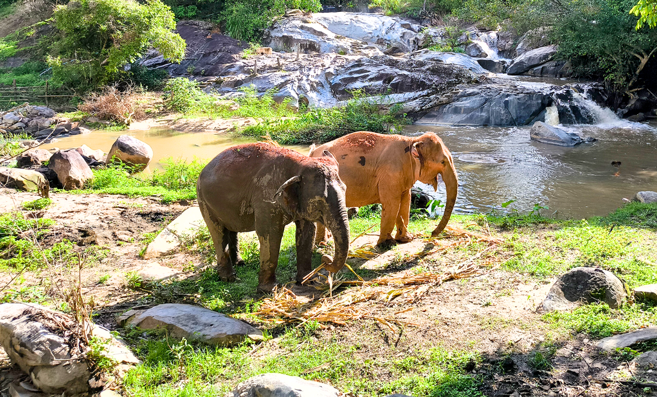 Half-Day Ethical Elephant Sanctuary & Jungle Waterfall