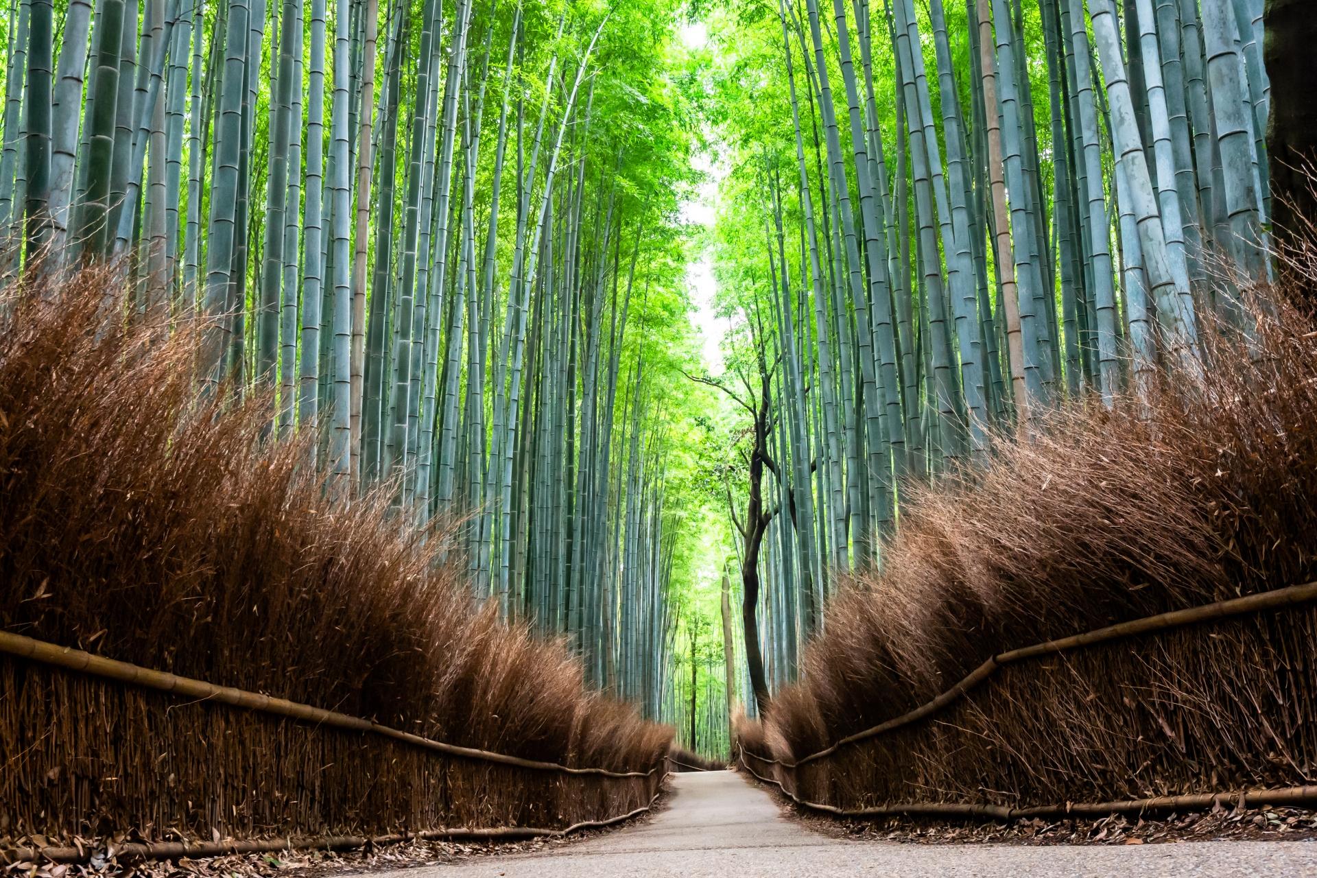 Classic Kyoto & Nara Day Tour from Osaka/Kyoto
