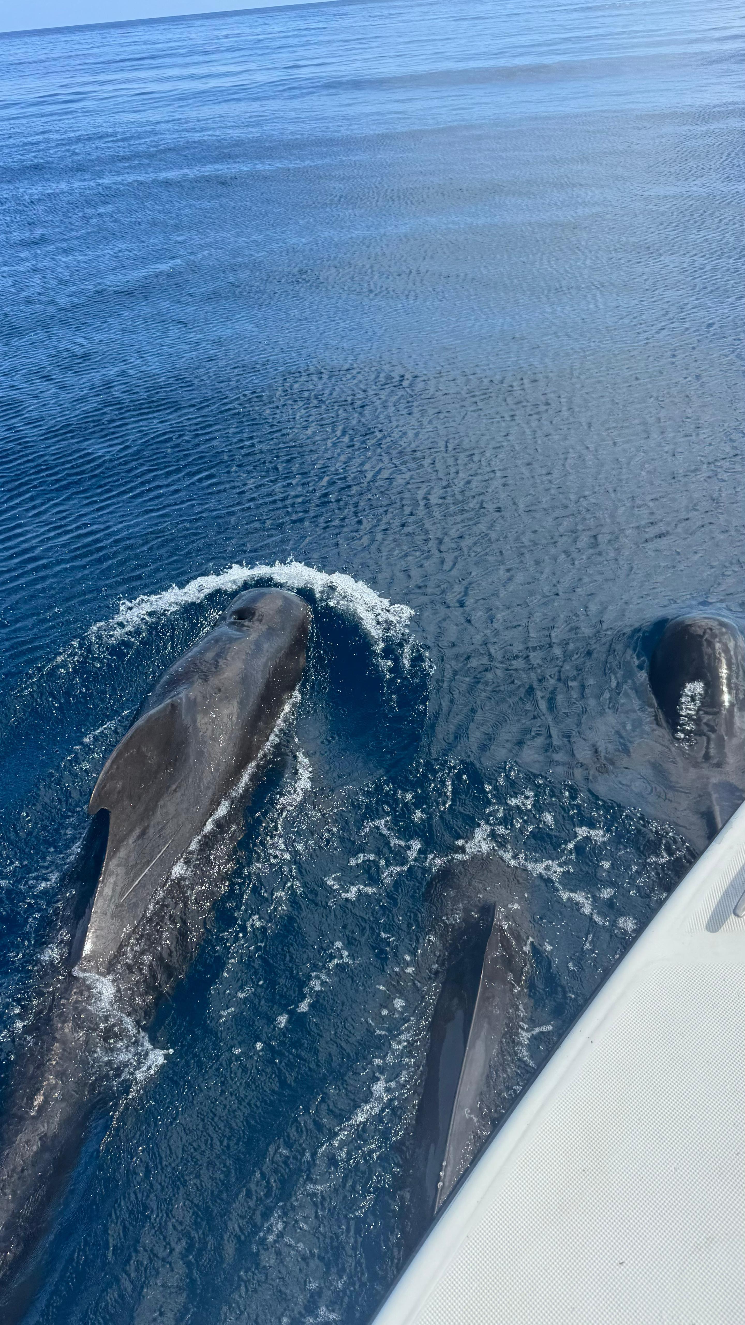 Martinique Dolphin Watching & Turtle Snorkeling Adventure