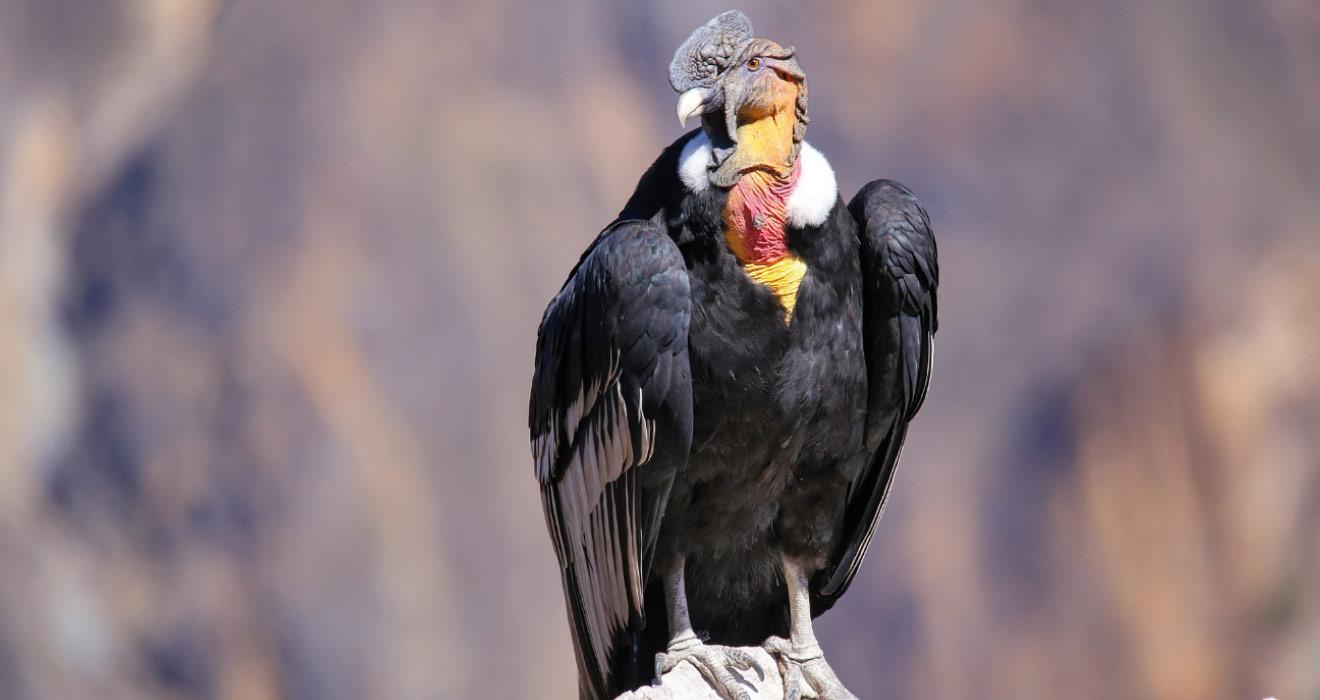 Full-Day Colca Canyon Adventure from Arequipa