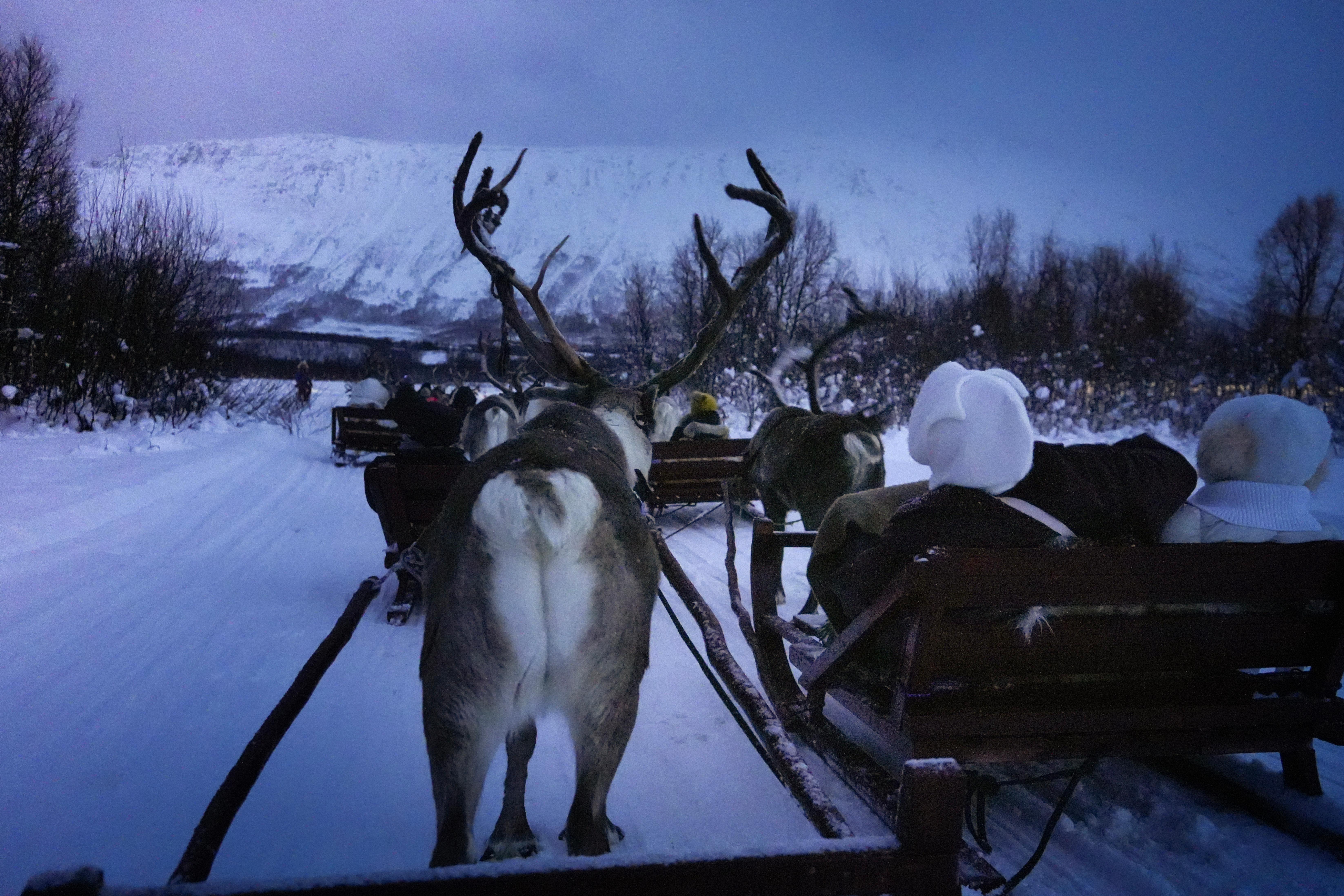 Reindeer Sledding with Chance of Northern Lights with Dinner