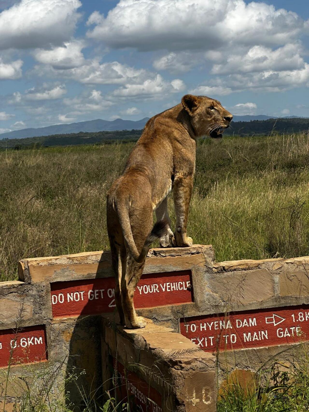 Nairobi National Park 5-Hour Guided Safari