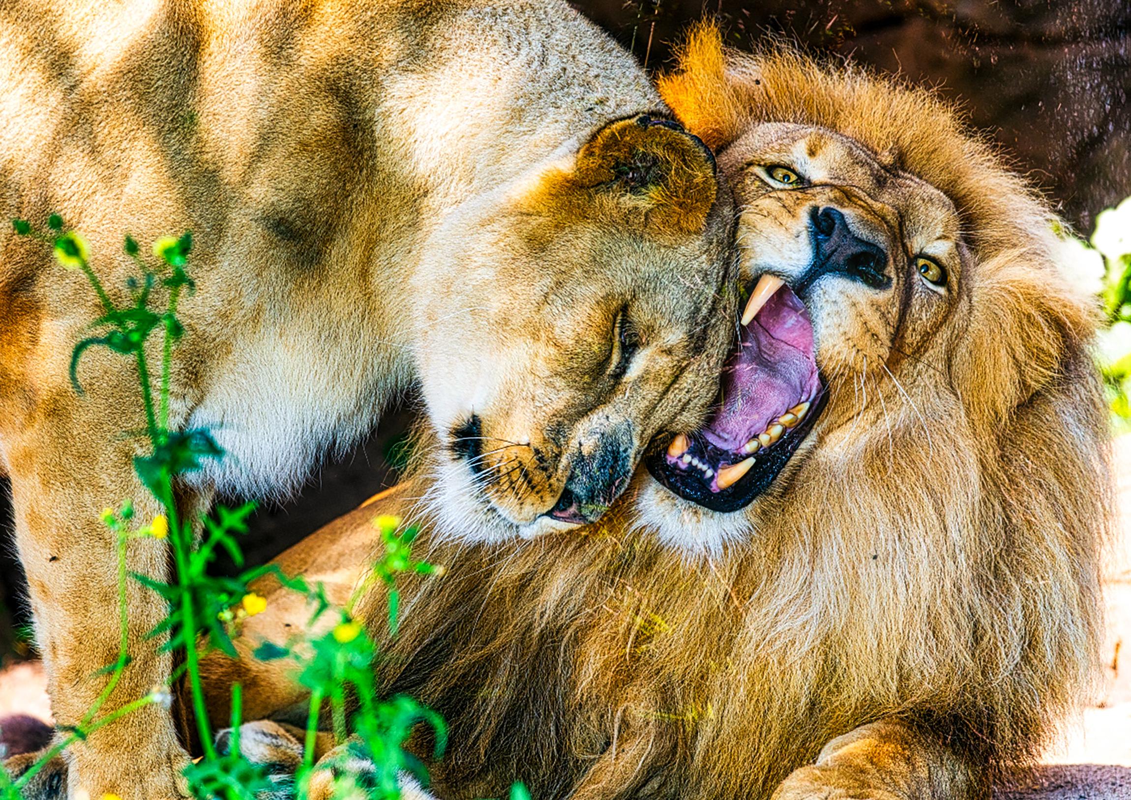 Loro Parque Tenerife Official Entry Ticket