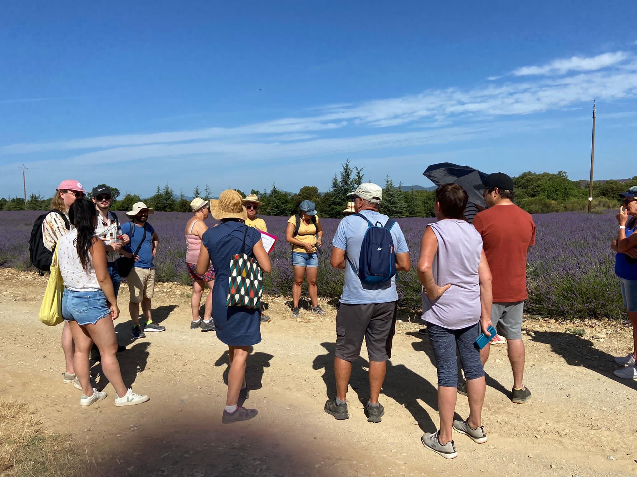 Valensole lavender fields in Provence — guided lavender tour photo 3